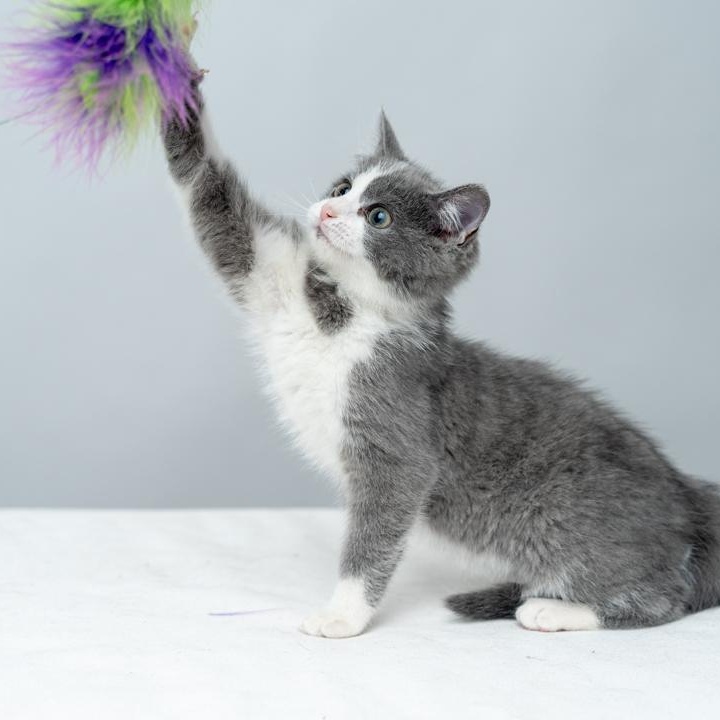 Grace FUN and FRIENDLY, a ADOPTABLE mixed breed in Bethel, CT image 4/4