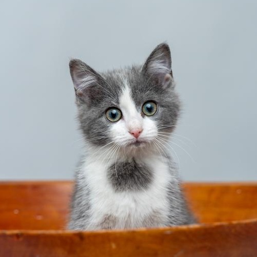 Grace FUN and FRIENDLY, ADOPTABLE, Kitten Female Domestic Medium Hair.