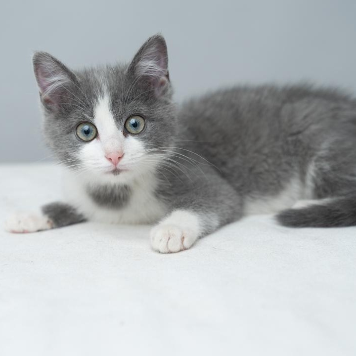 Grace FUN and FRIENDLY, a ADOPTABLE mixed breed in Bethel, CT image 2/4