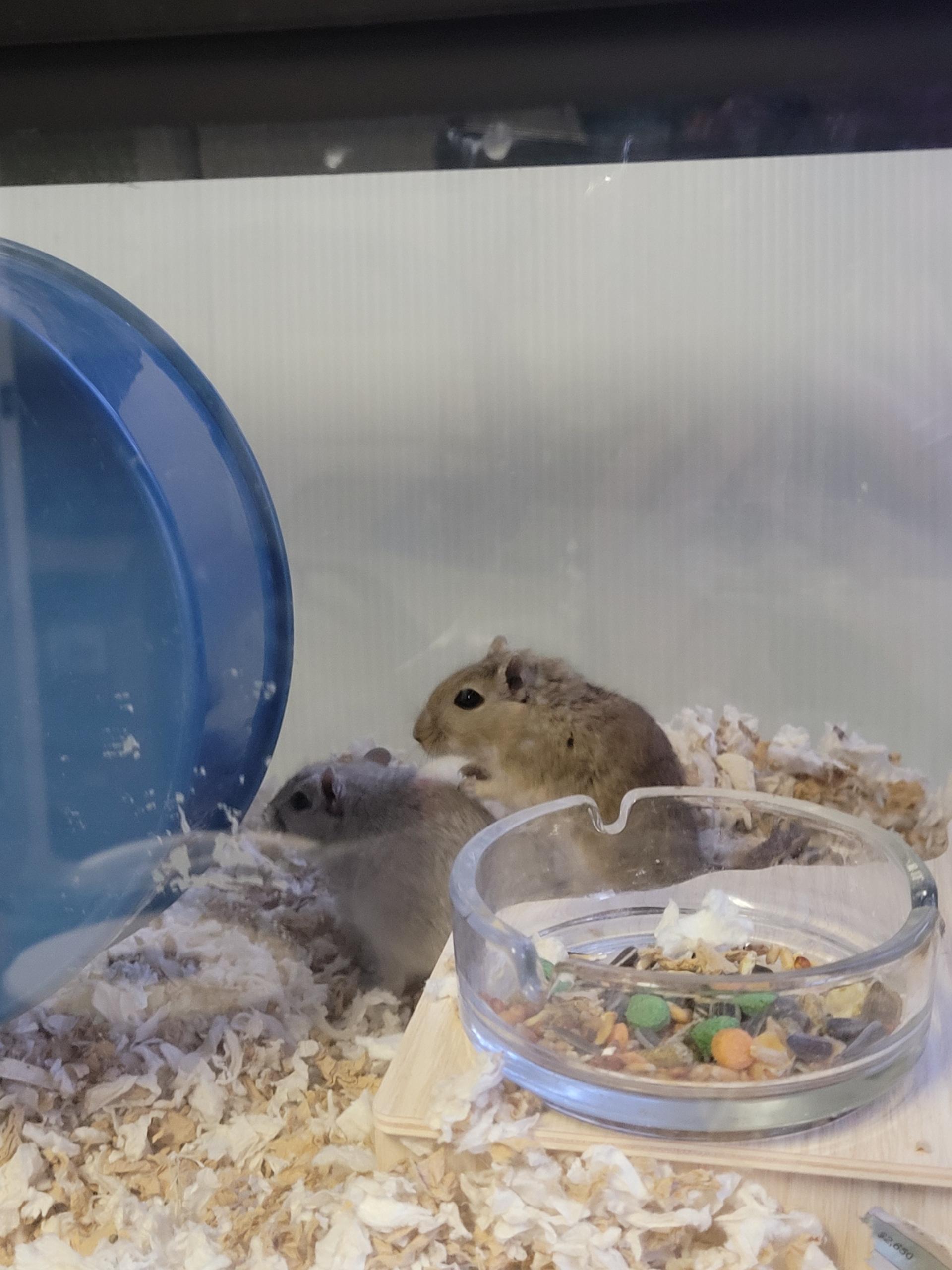 Enlarge Cheese & Crackers , a ADOPTABLE Gerbil in Middle Island, NY image 3/4