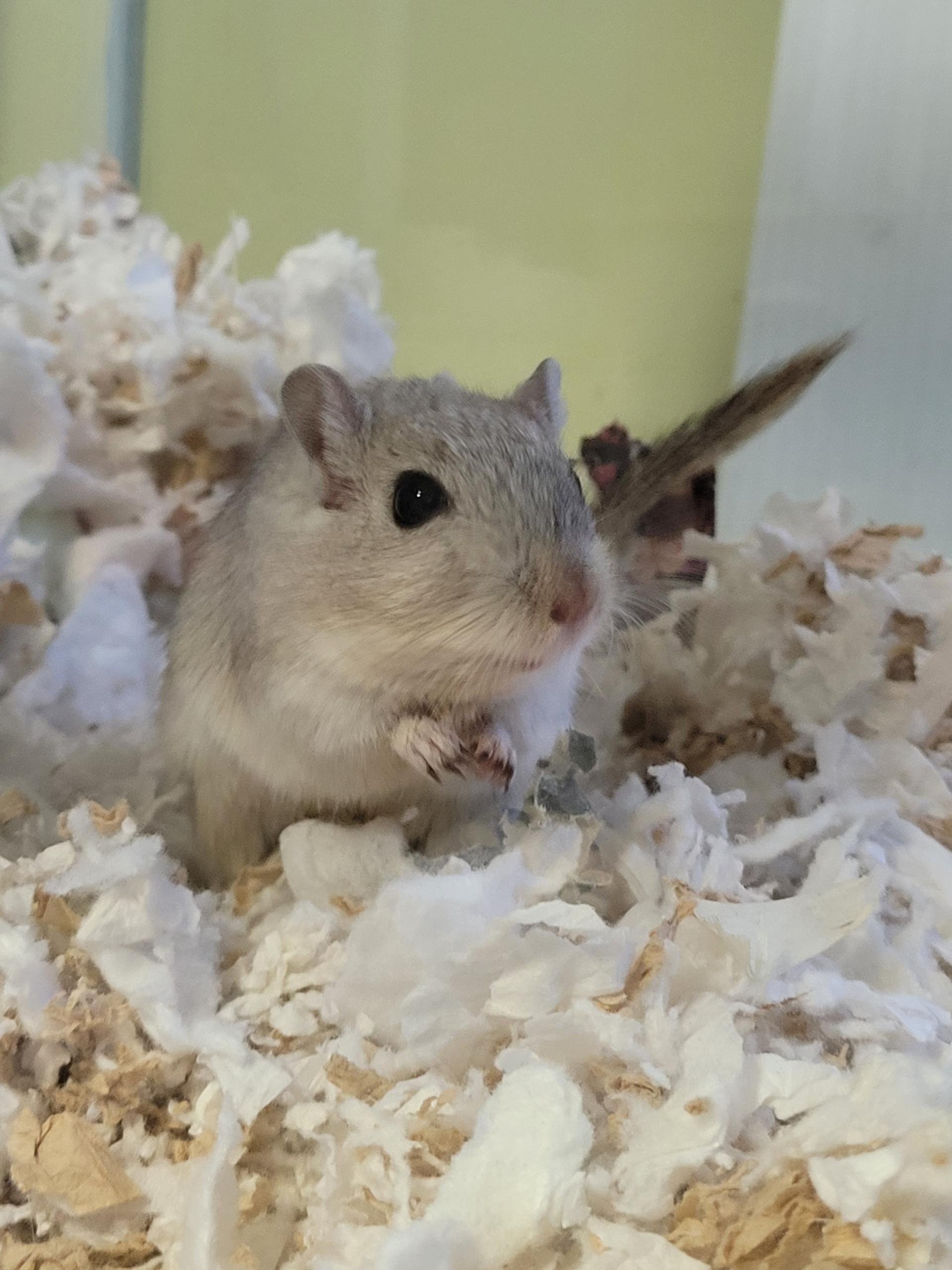 Cheese & Crackers , ADOPTABLE, Young Male Gerbil.