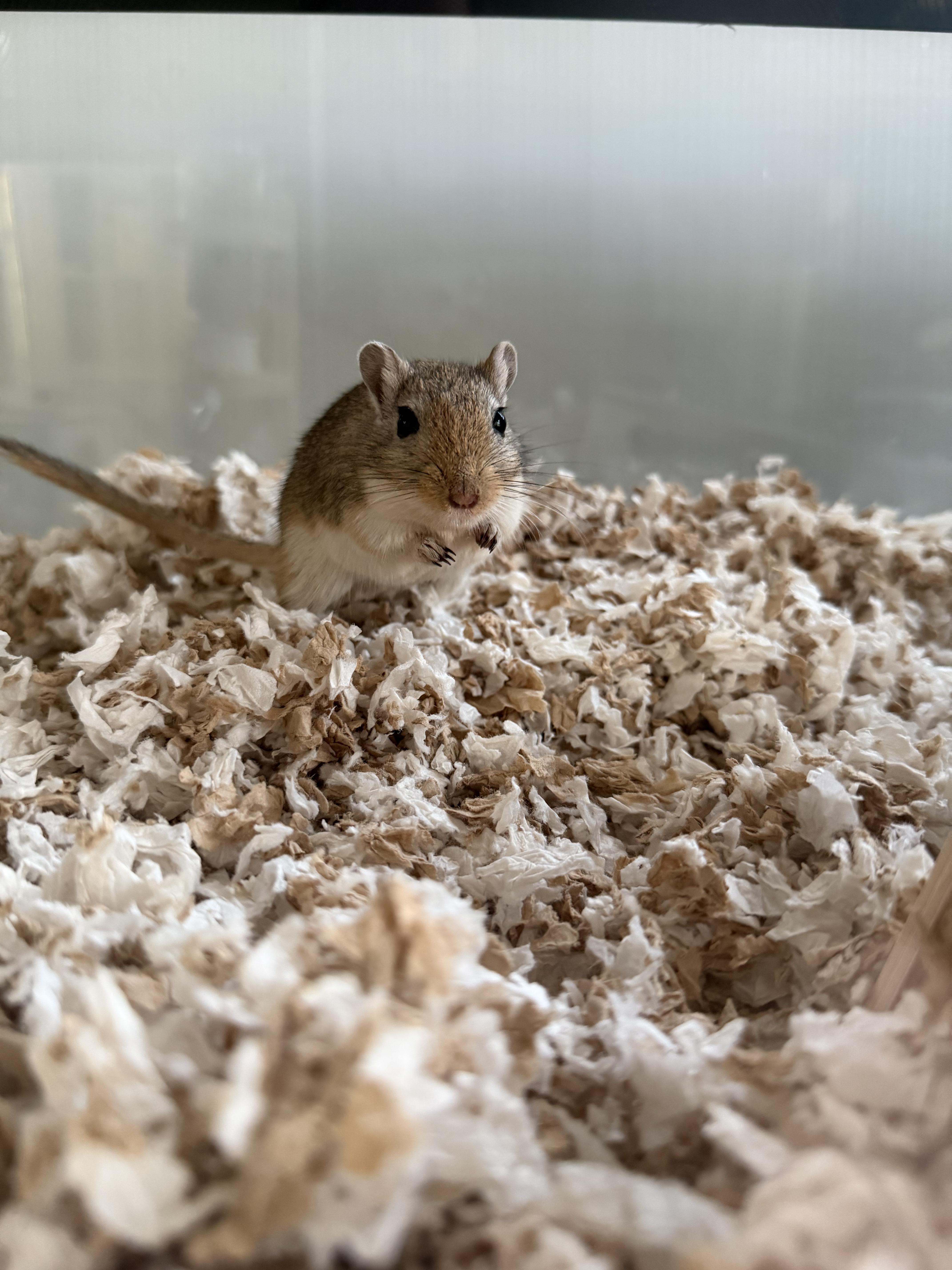Enlarge Cheese & Crackers , a ADOPTABLE Gerbil in Middle Island, NY image 4/4