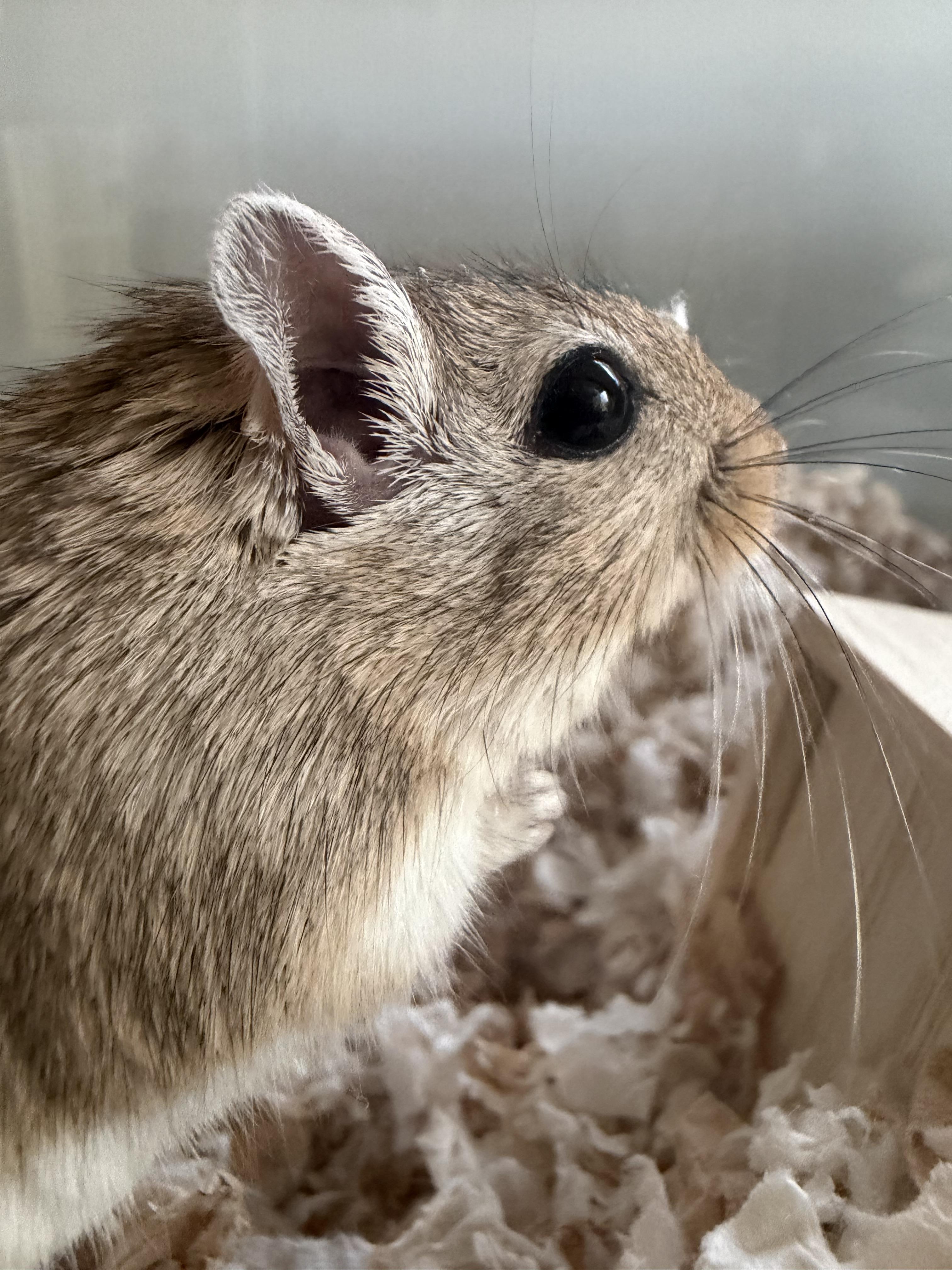 Enlarge Cheese & Crackers , a ADOPTABLE Gerbil in Middle Island, NY image 2/4