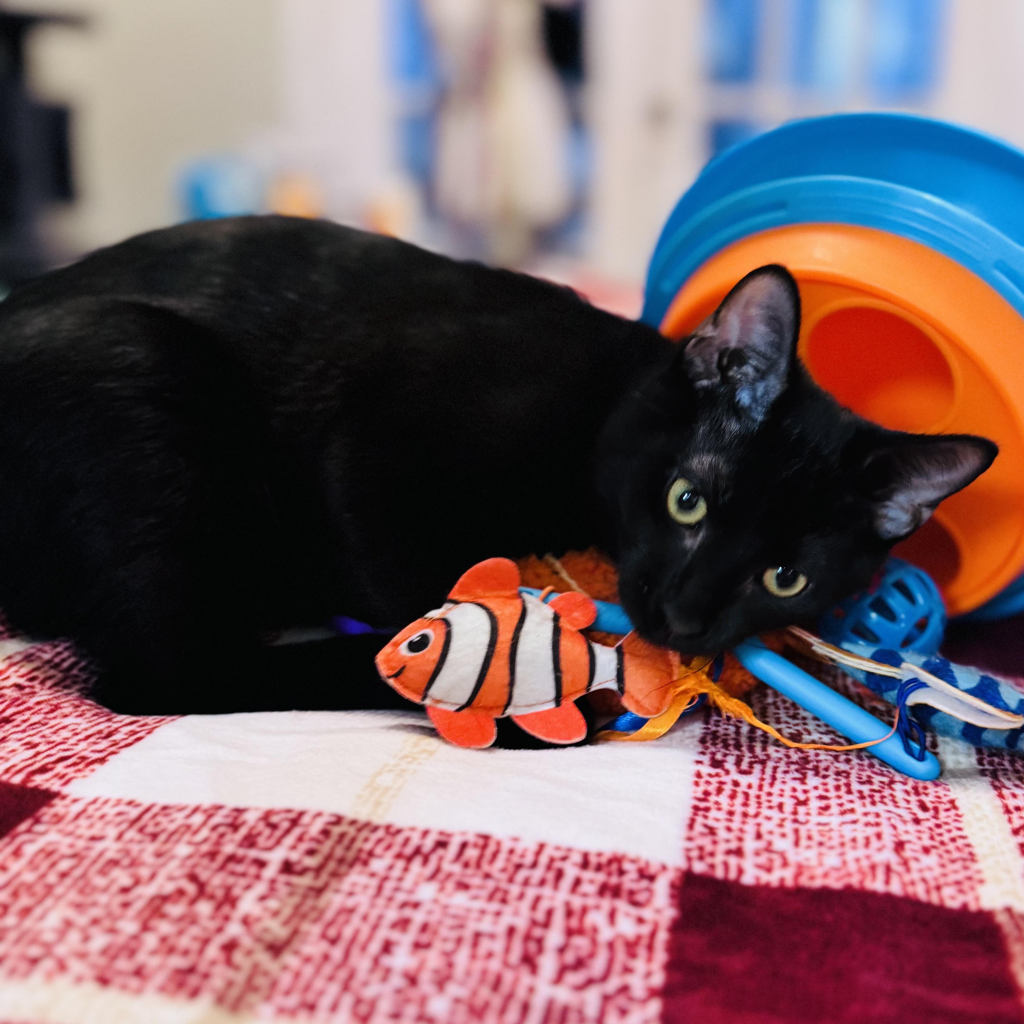 Enlarge Pippin, a Adopted Domestic Short Hair in DENVER, CO image 6/6