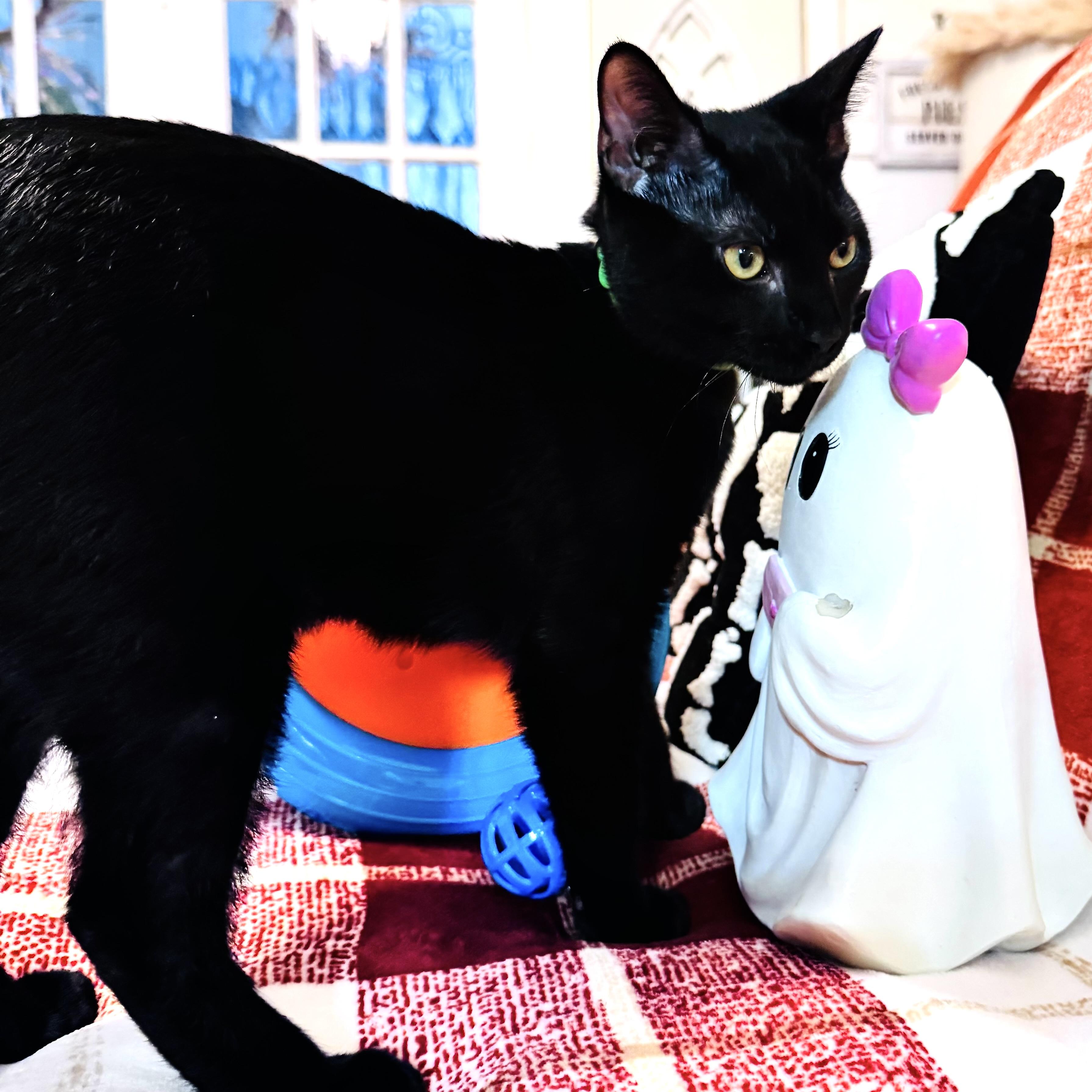 Enlarge Pippin, a Adopted Domestic Short Hair in DENVER, CO image 5/6