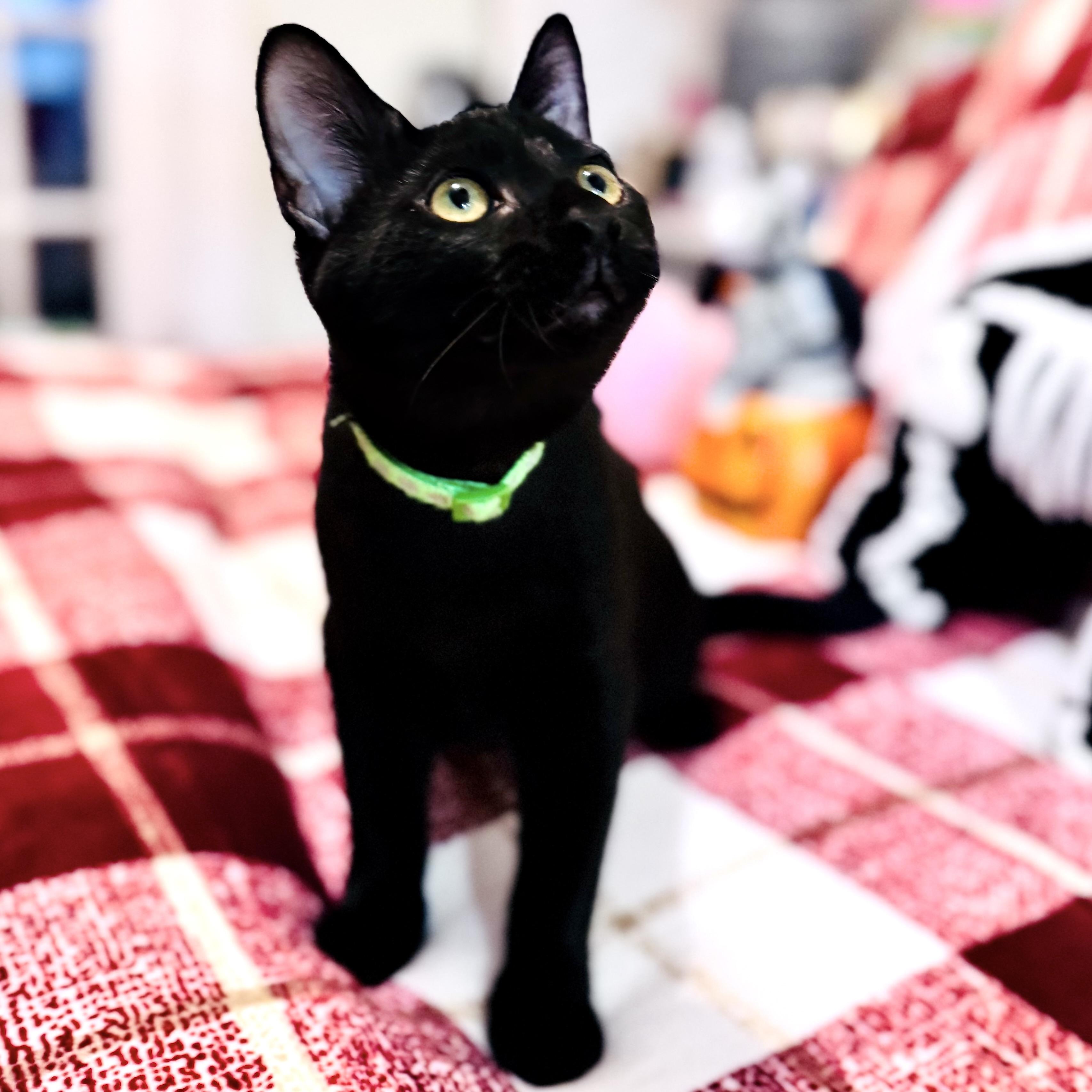 Enlarge Pippin, a Adopted Domestic Short Hair in DENVER, CO image 3/6