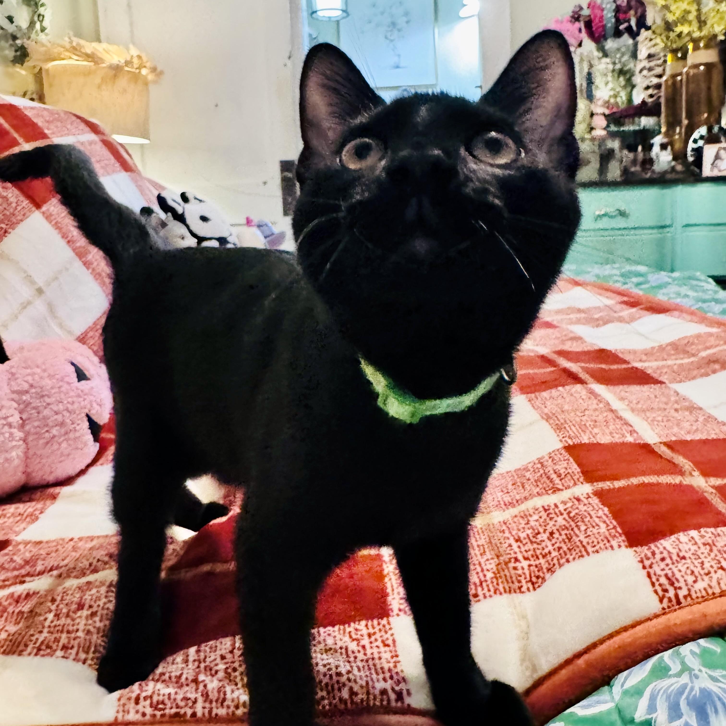 Enlarge Pippin, a Adopted Domestic Short Hair in DENVER, CO image 4/6