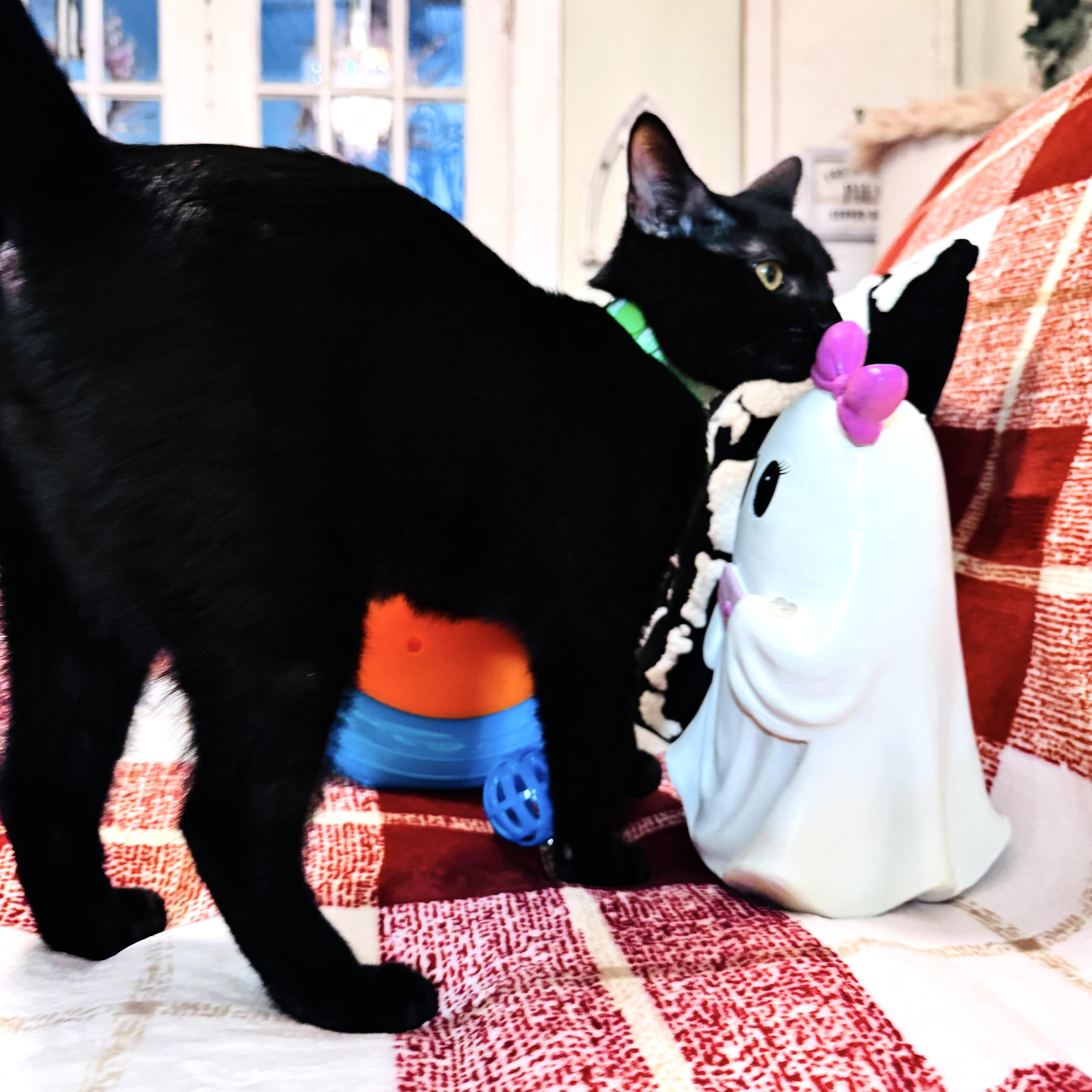 Enlarge Pippin, a Adopted Domestic Short Hair in DENVER, CO image 2/6