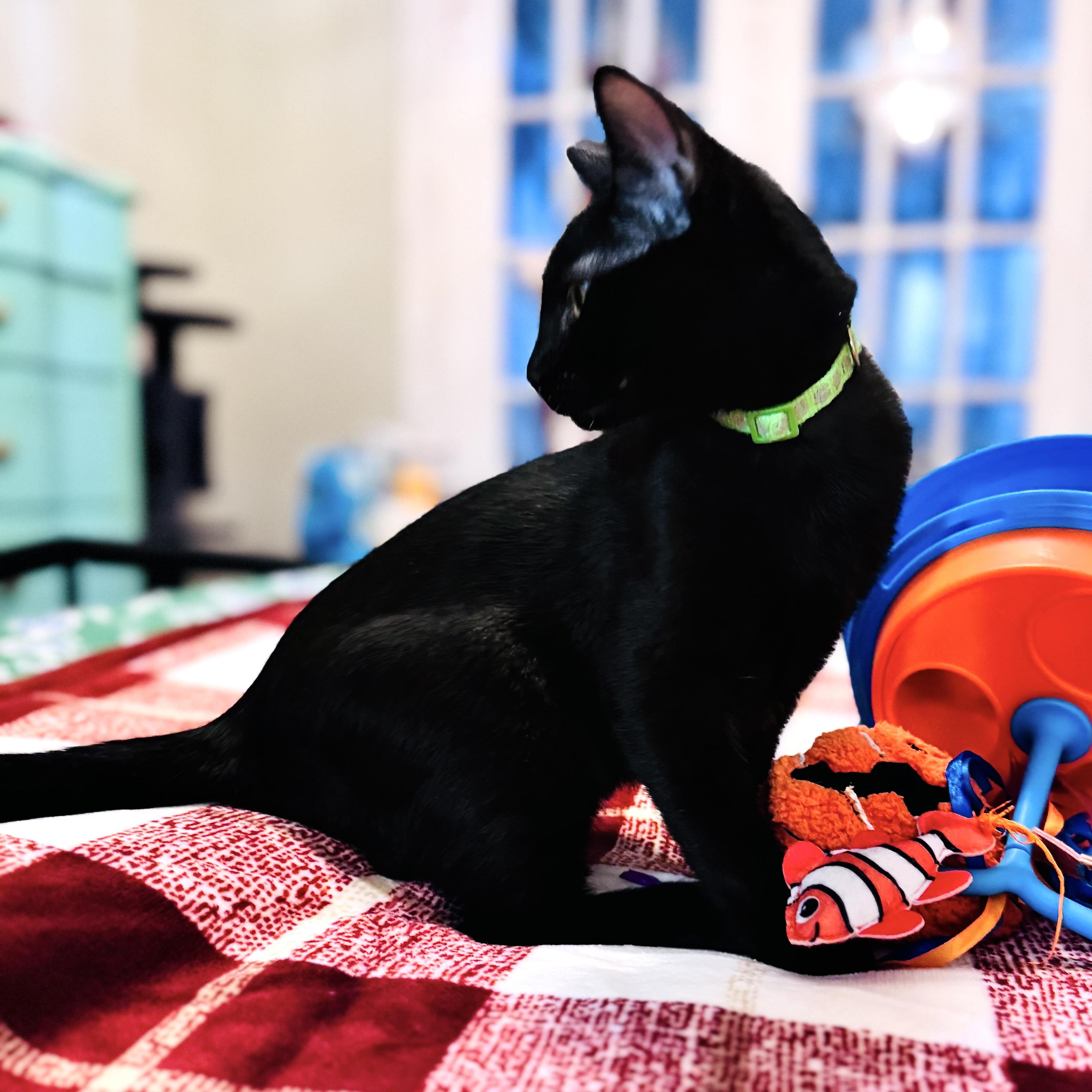 Pippin, Adopted, Kitten Male Domestic Short Hair.