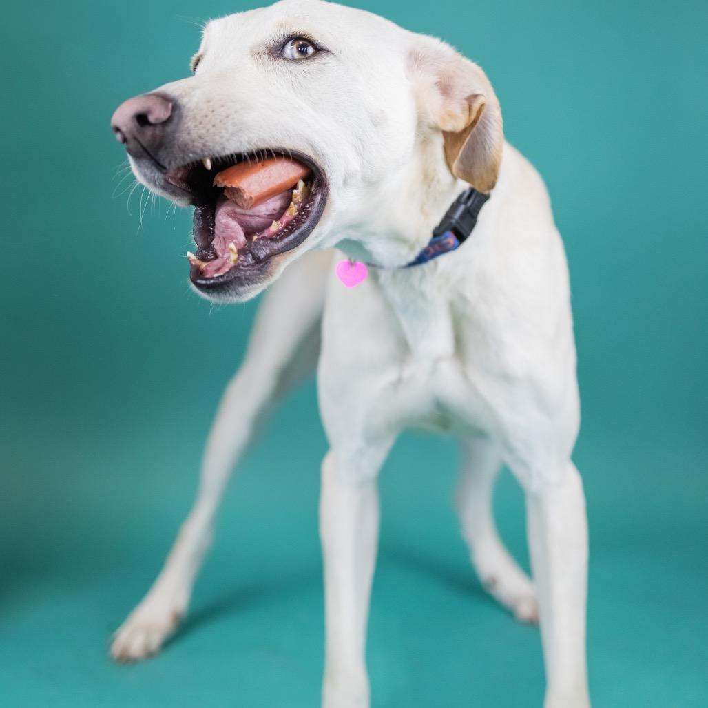 Bronson, Adoptable, Adult Male Mixed Breed.