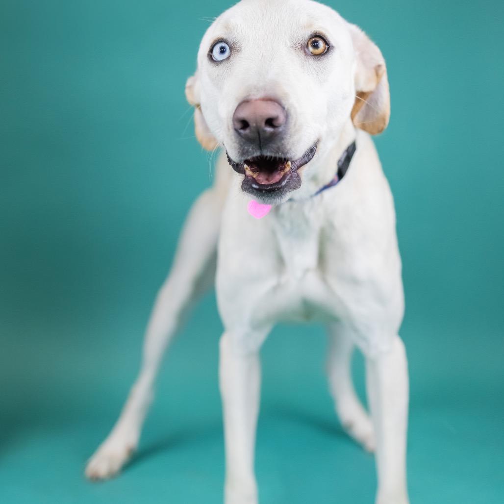 Enlarge Bronson, a Adoptable Mixed Breed in Portland, OR image 2/5