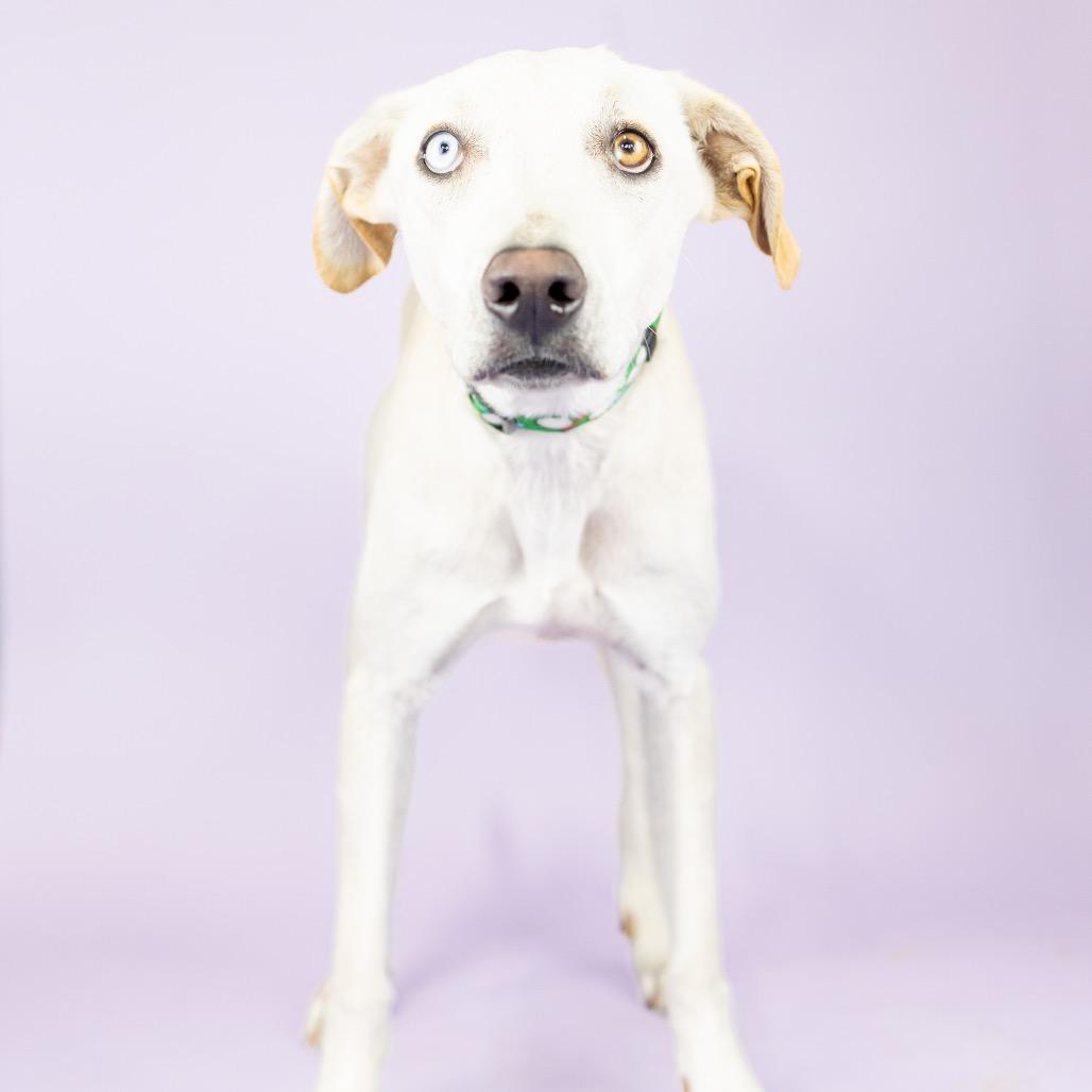 Enlarge Bronson, a Adoptable Mixed Breed in Portland, OR image 1/1