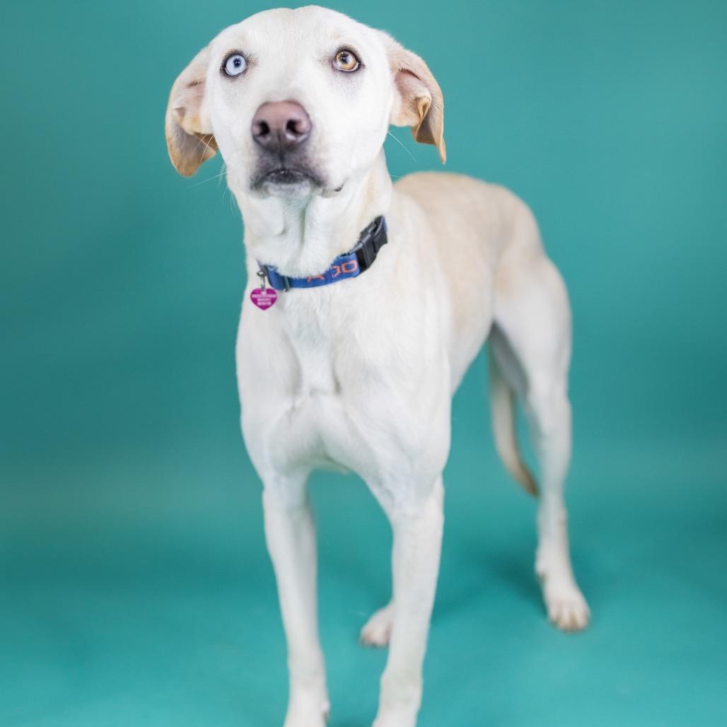 Enlarge Bronson, a Adoptable Mixed Breed in Portland, OR image 4/5