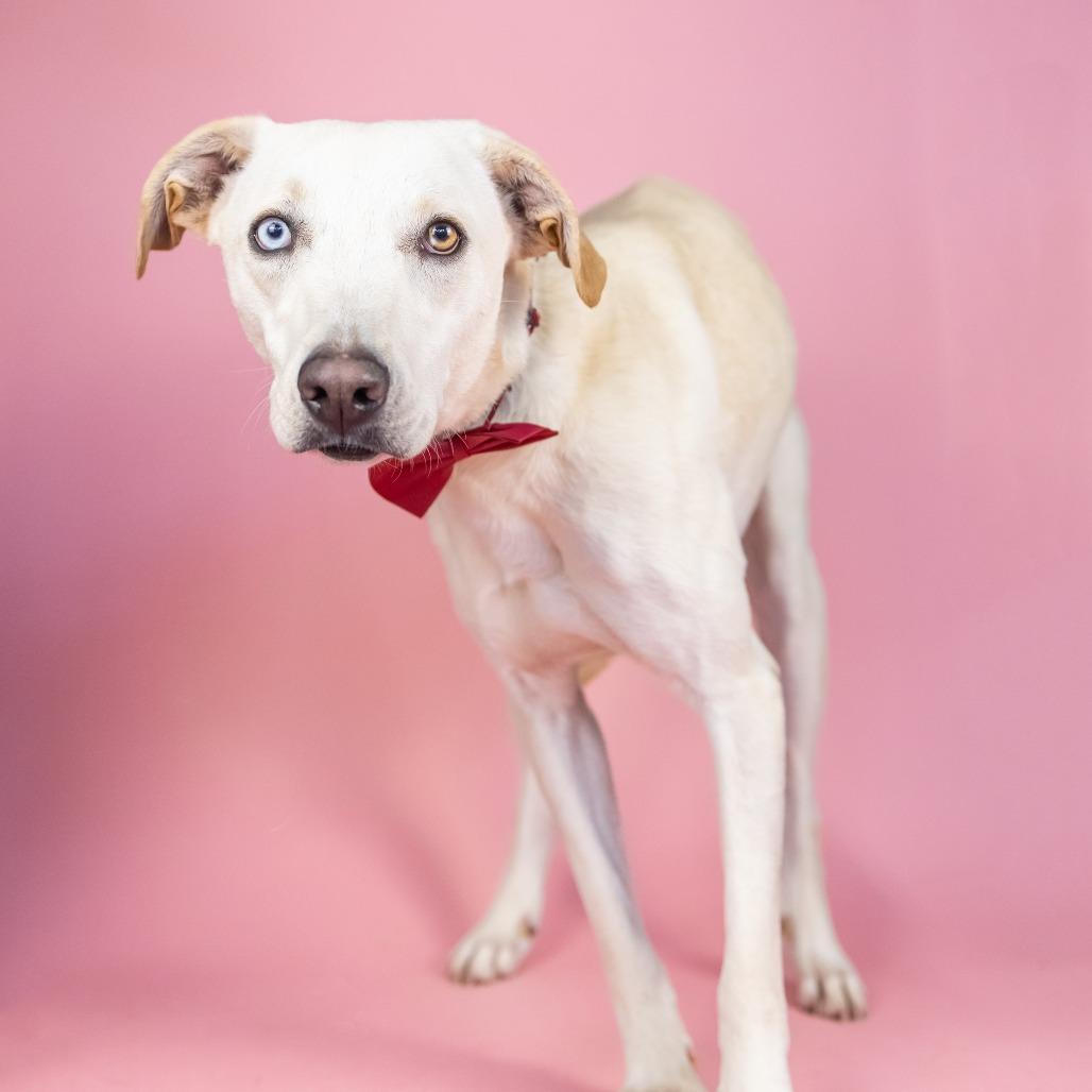 Enlarge Bronson, a Adoptable Mixed Breed in Portland, OR image 2/2