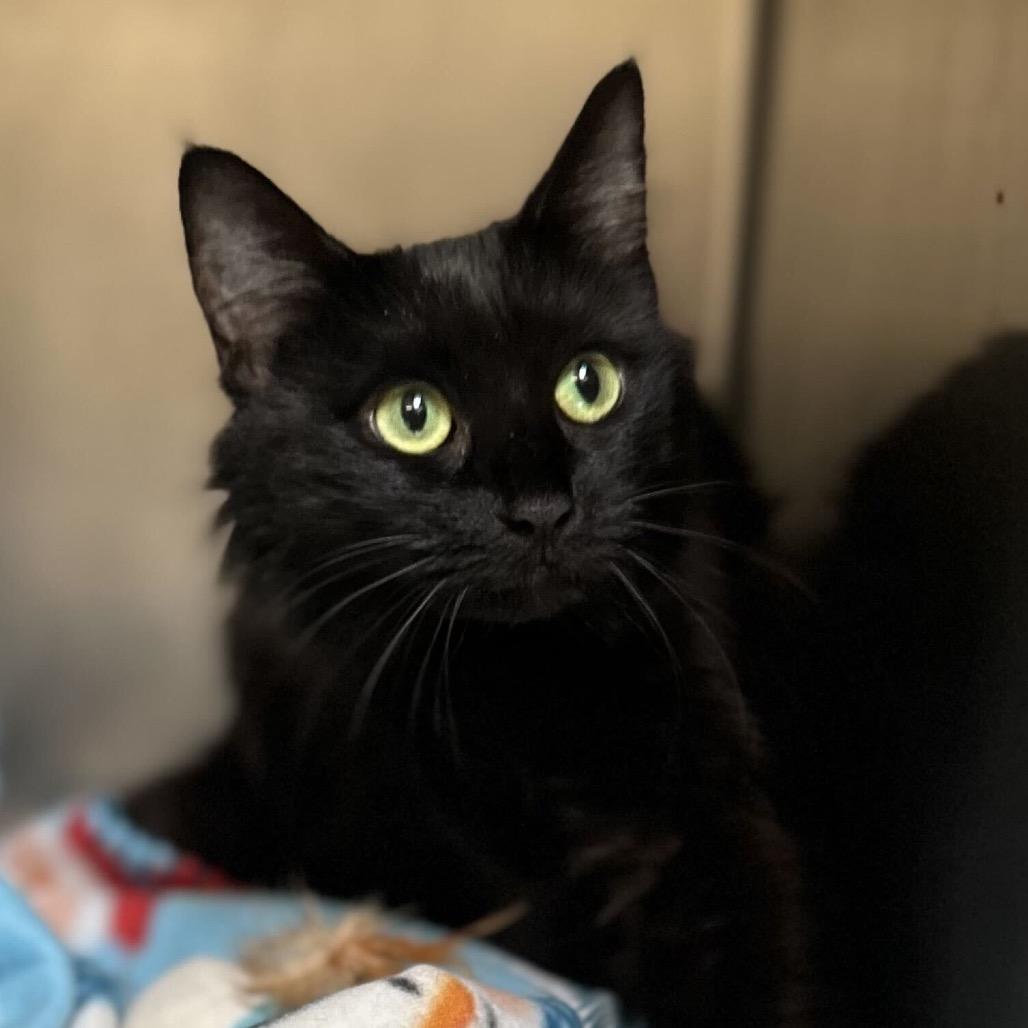 Jackie, Adoptable, Adult Female Domestic Short Hair.