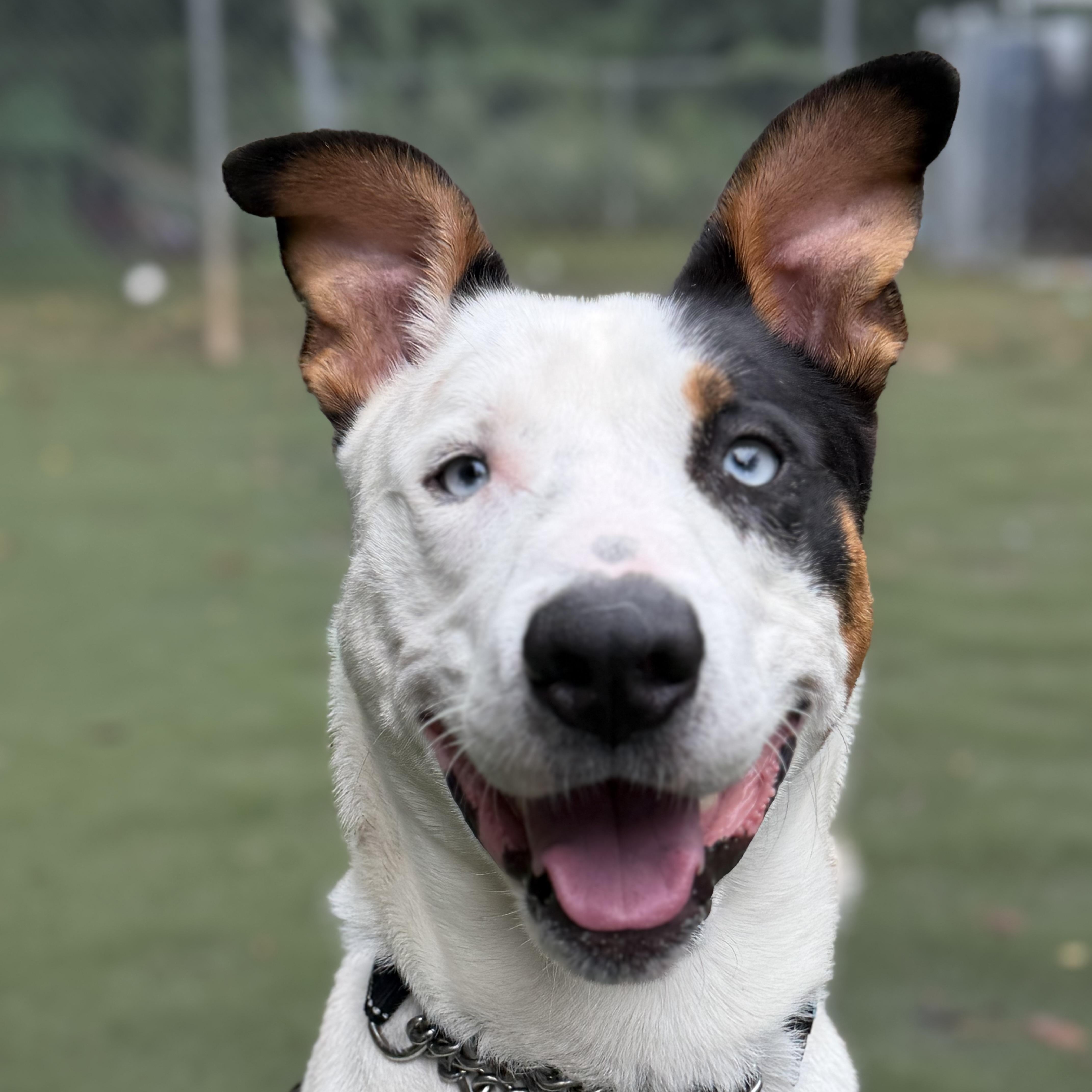 Enlarge Spyder, a Adoptable mixed breed in Charlotte, NC image 5/6