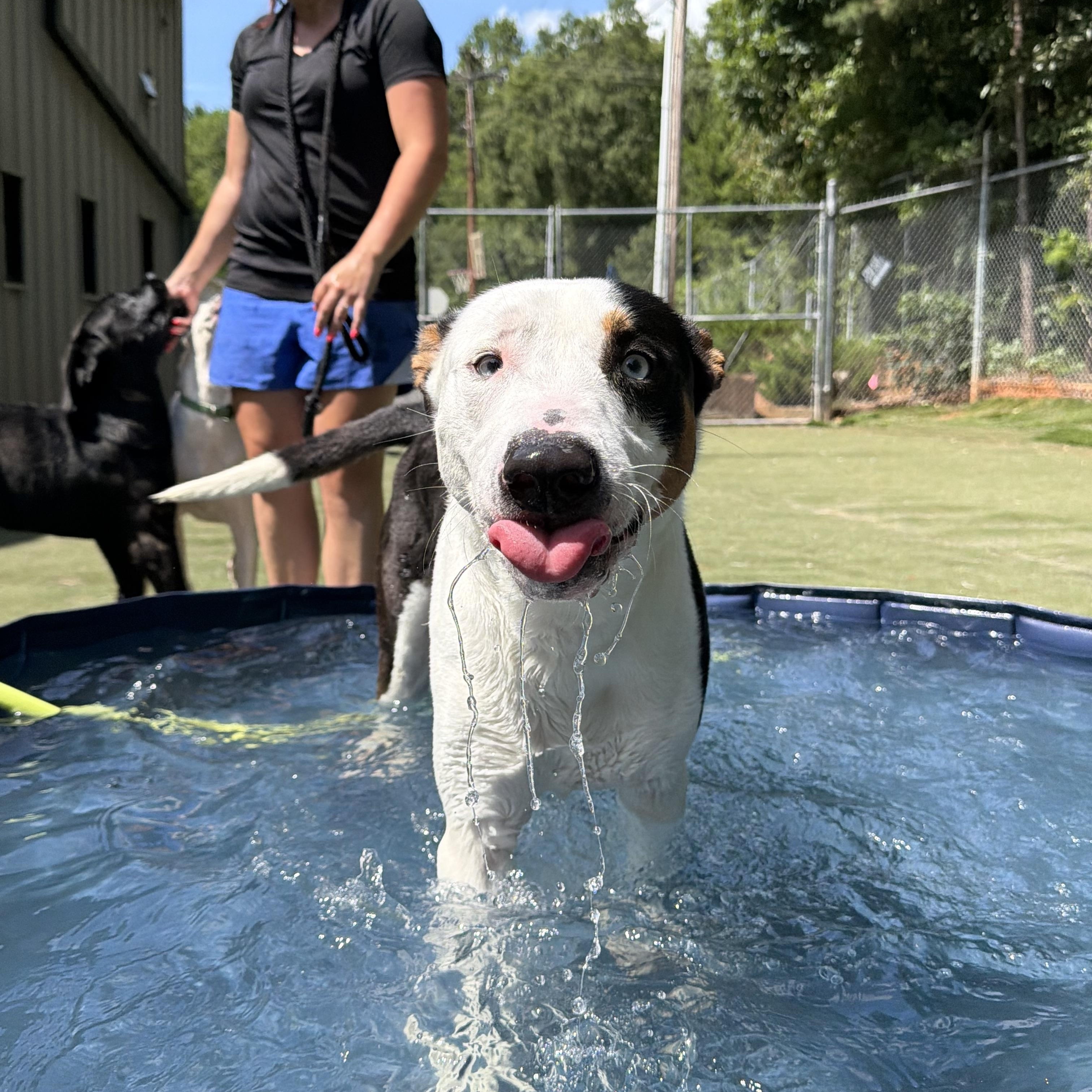 Spyder, a ADOPTABLE mixed breed in Charlotte, NC image 5/6