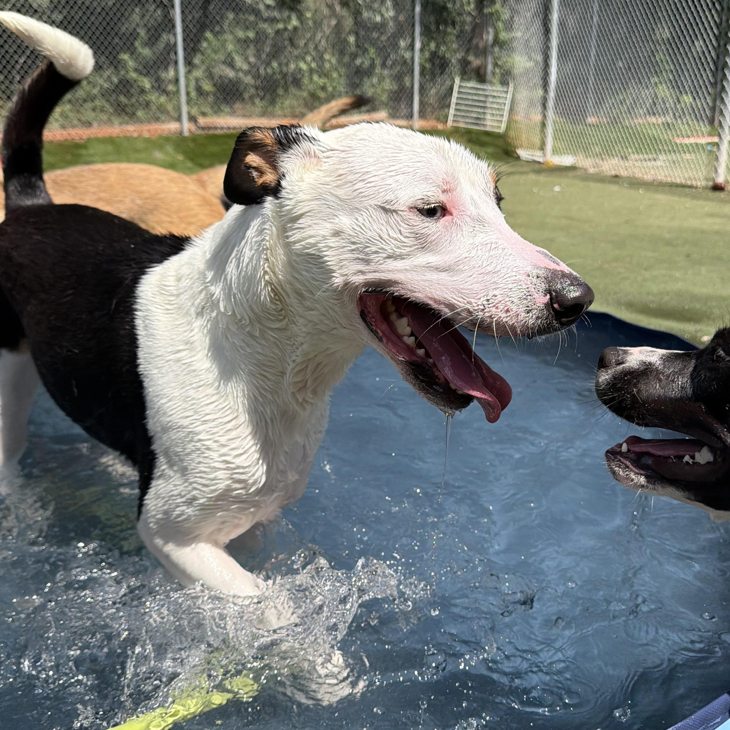Spyder, ADOPTABLE, Young Male American Staffordshire Terrier & Siberian Husky.