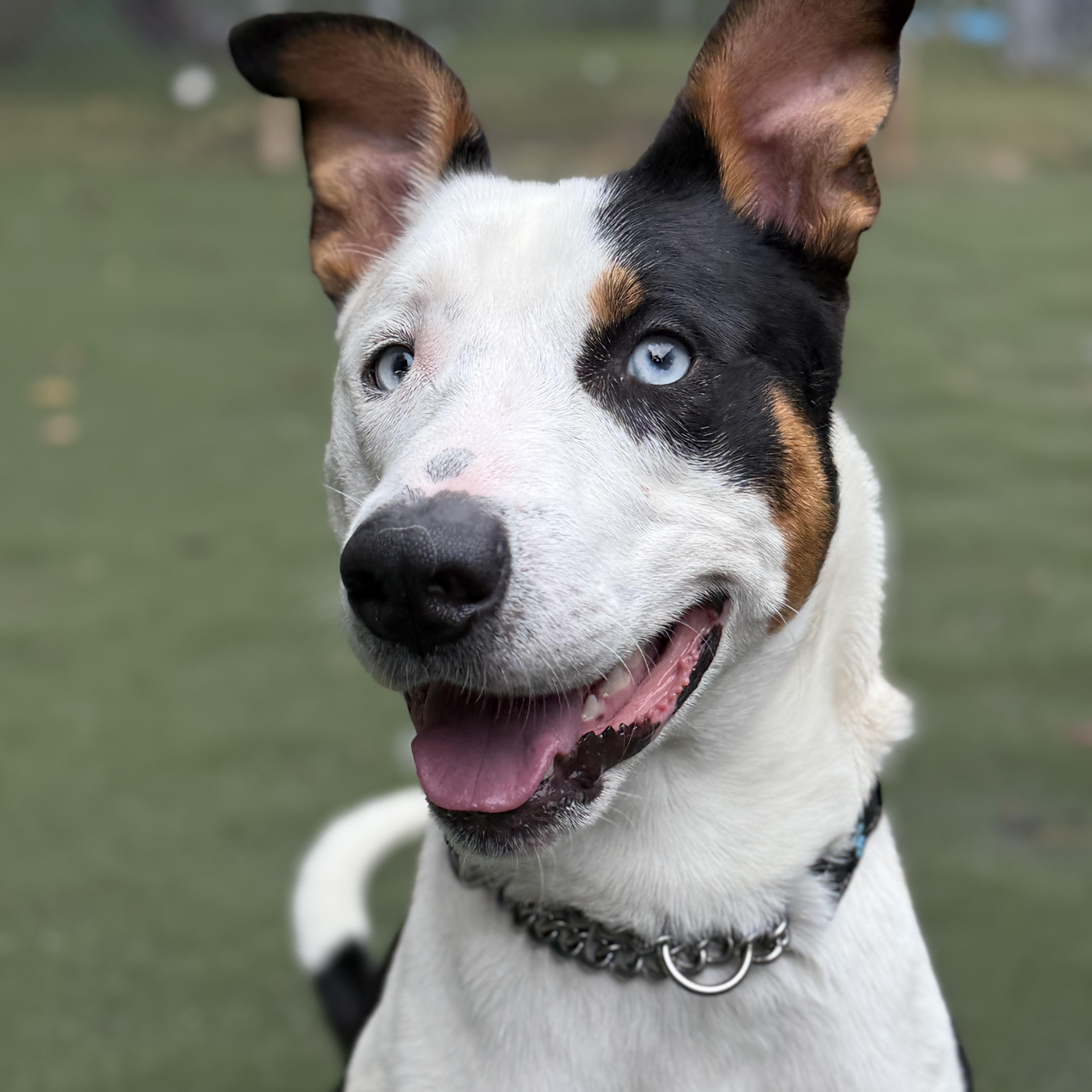 Spyder, Adoptable, Young Male American Staffordshire Terrier & Siberian Husky.