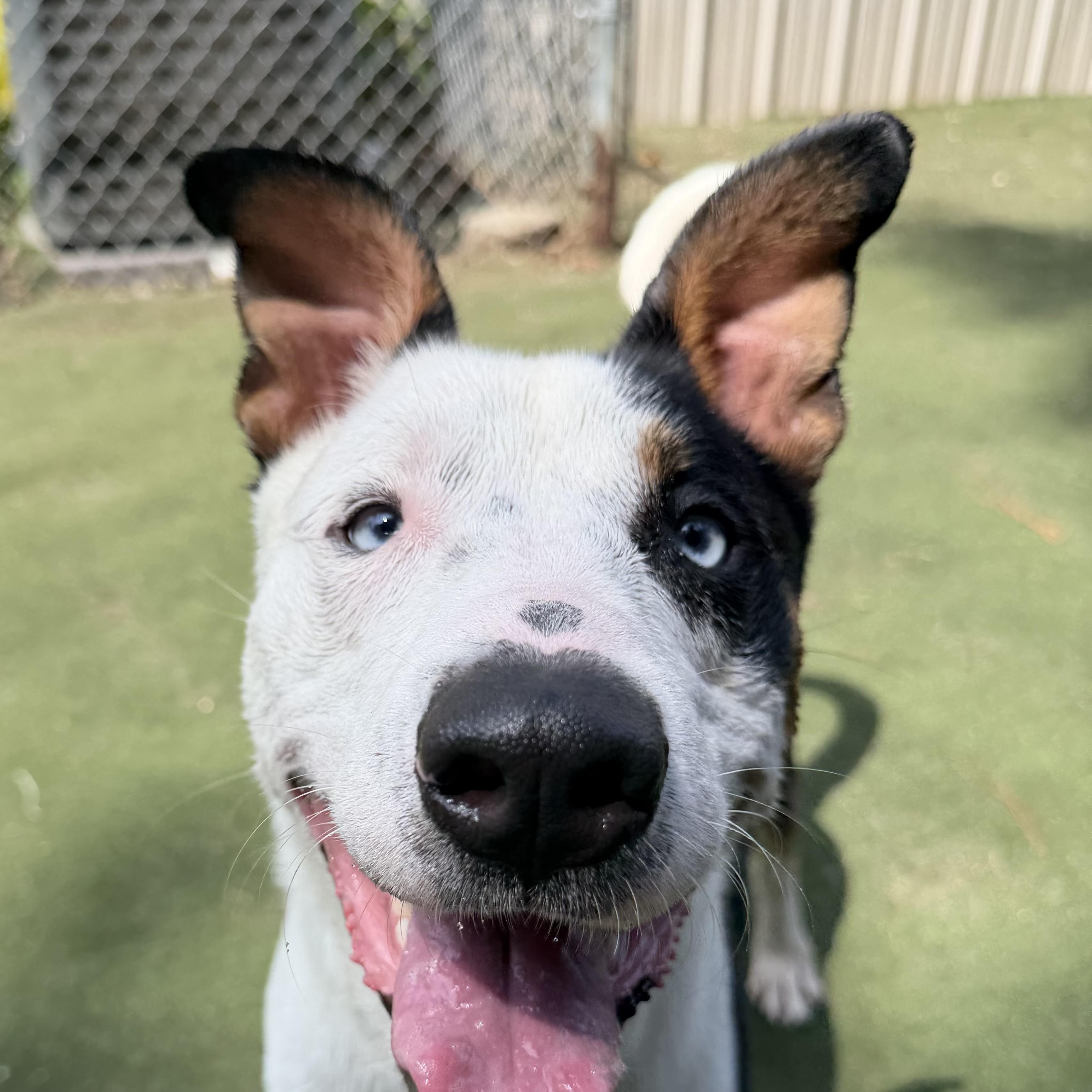 Spyder, a ADOPTABLE mixed breed in Charlotte, NC image 2/6