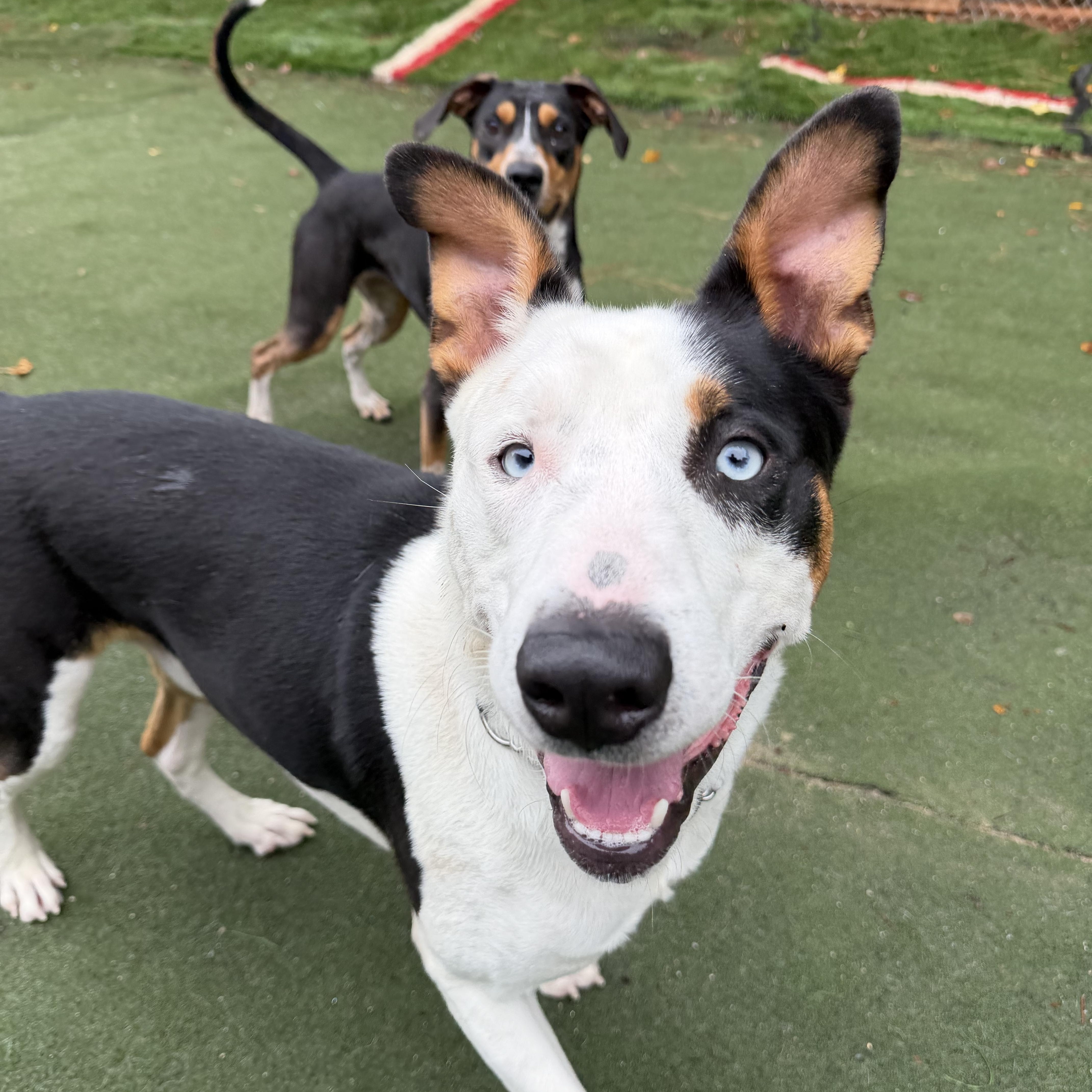 Enlarge Spyder, a Adoptable mixed breed in Charlotte, NC image 6/6