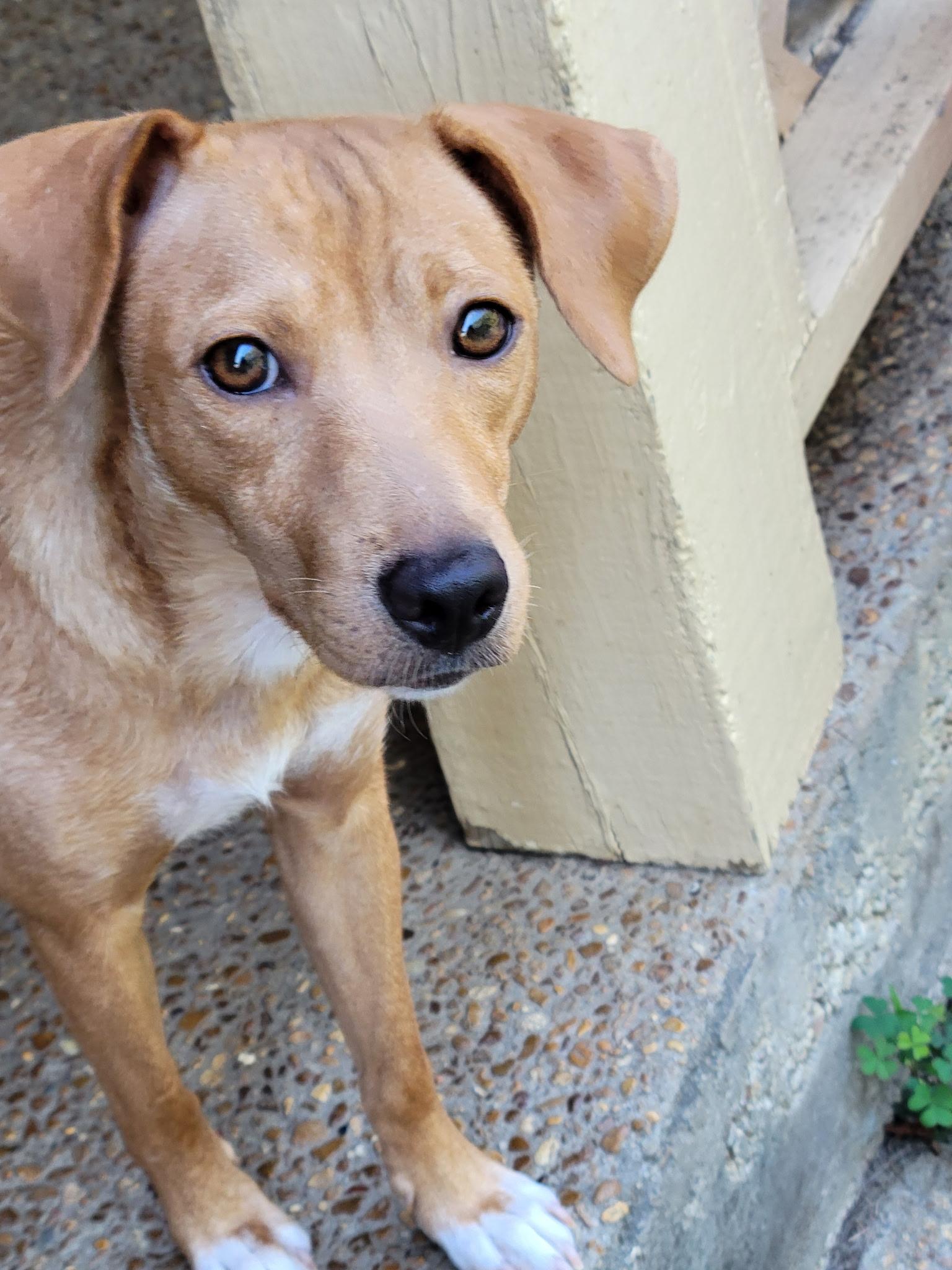 Enlarge Bitsie, a Adopted mixed breed in Byhalia, MS image 3/4