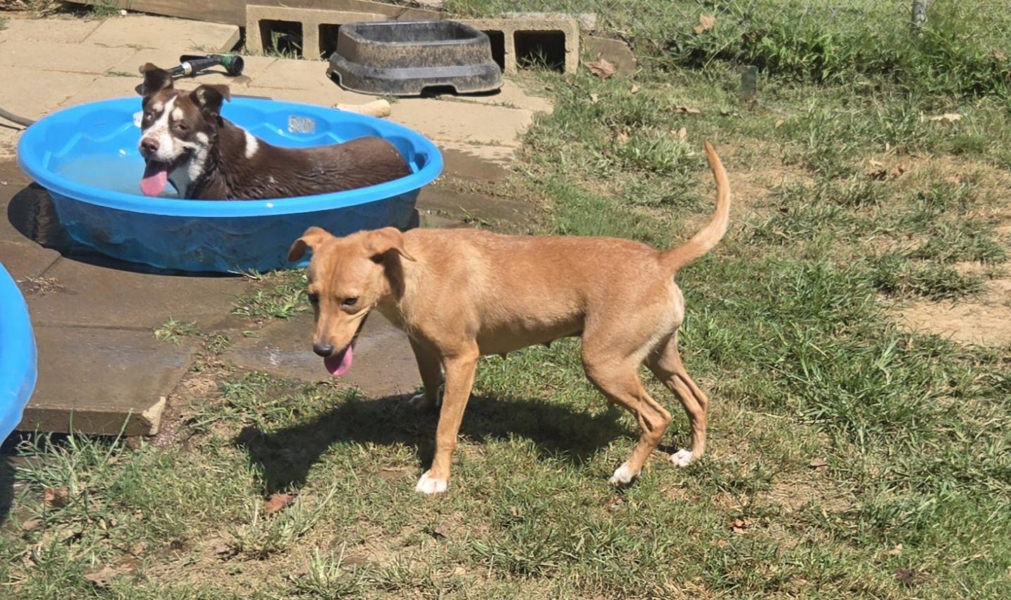 Enlarge Bitsie, a Adopted mixed breed in Byhalia, MS image 4/4
