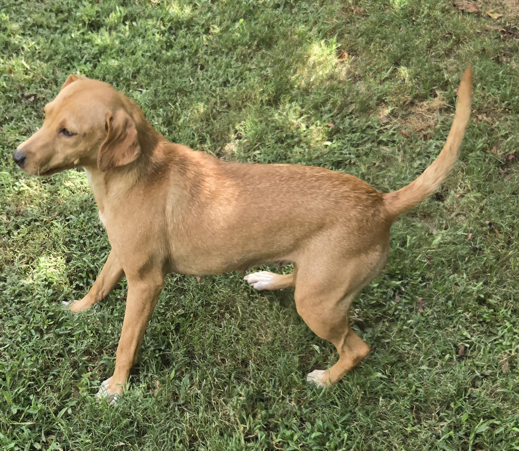 Bitsie, Adopted, Young Female Dachshund & Beagle.
