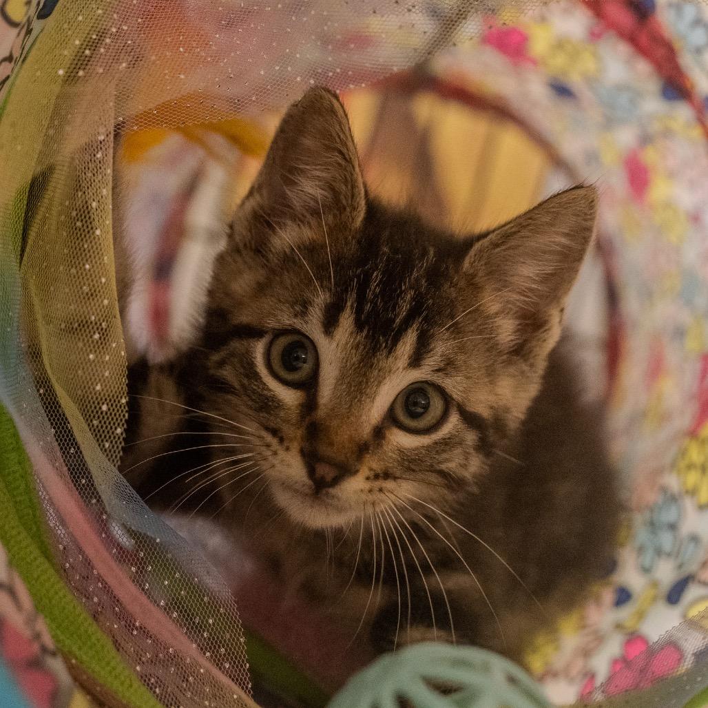 Casey, Adoptable, Kitten Male Domestic Short Hair.