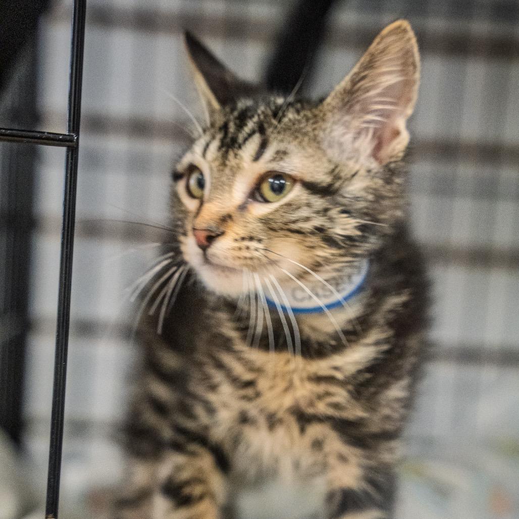 Enlarge Casey, a Adoptable Domestic Short Hair in Pawling, NY image 2/6