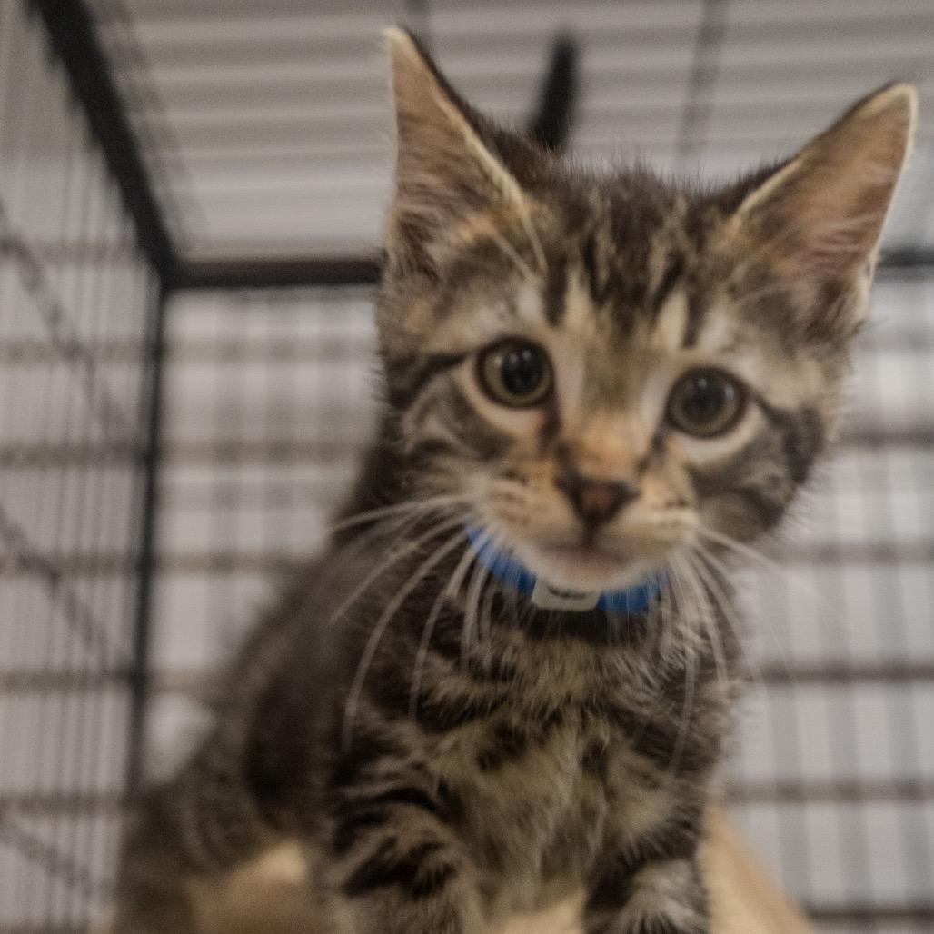 Enlarge Casey, a Adoptable Domestic Short Hair in Pawling, NY image 3/6