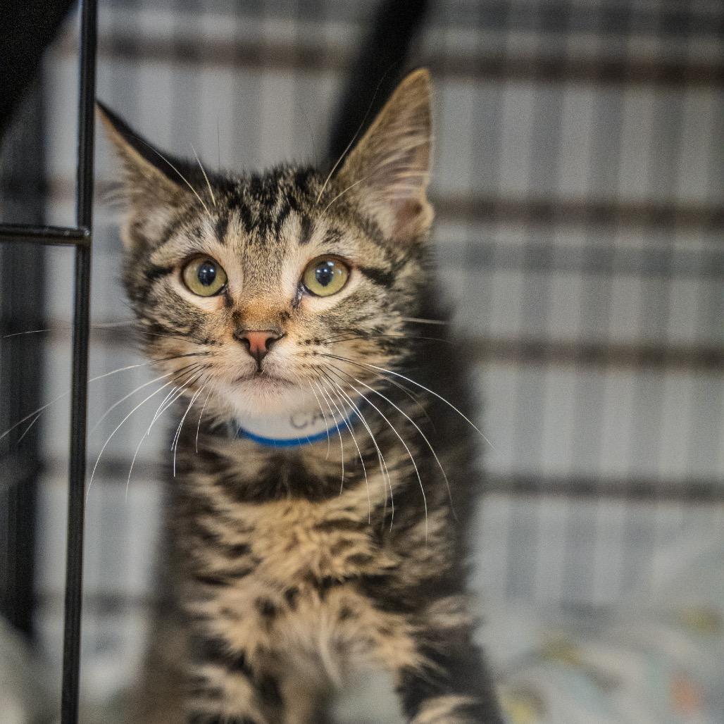 Enlarge Casey, a Adoptable Domestic Short Hair in Pawling, NY image 4/6