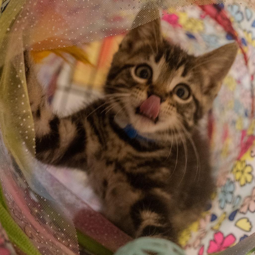 Enlarge Casey, a Adoptable Domestic Short Hair in Pawling, NY image 5/6