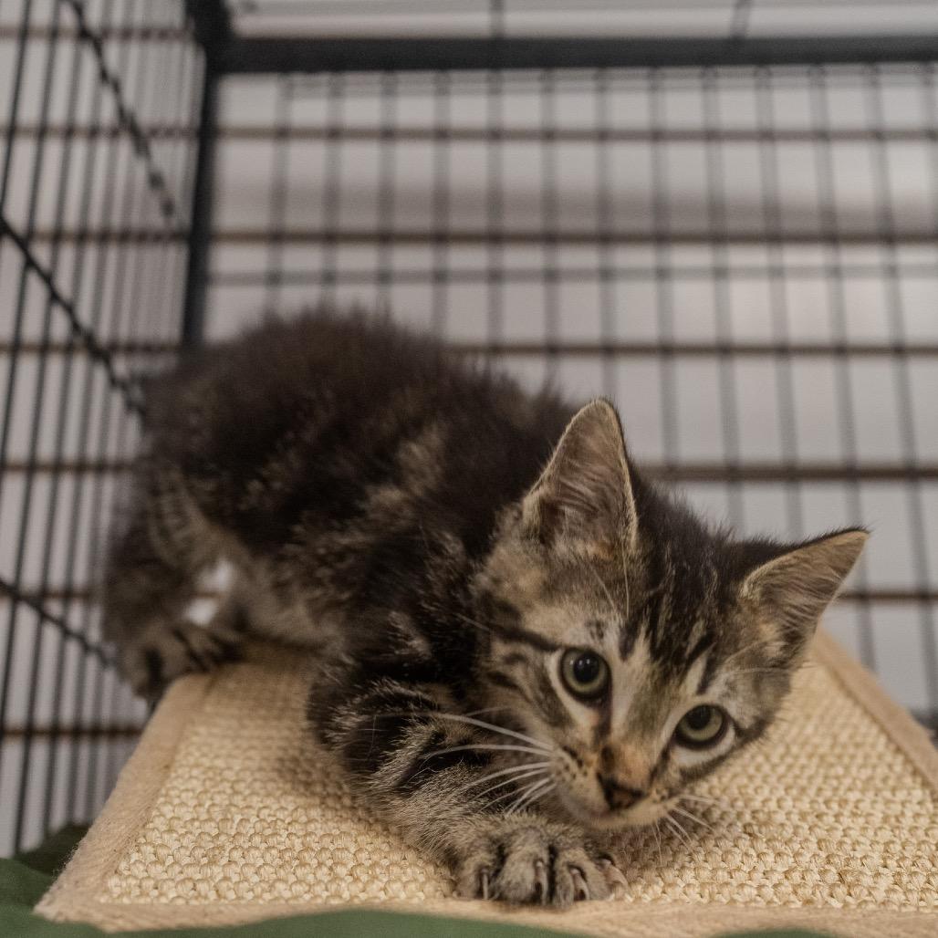 Enlarge Casey, a Adoptable Domestic Short Hair in Pawling, NY image 6/6