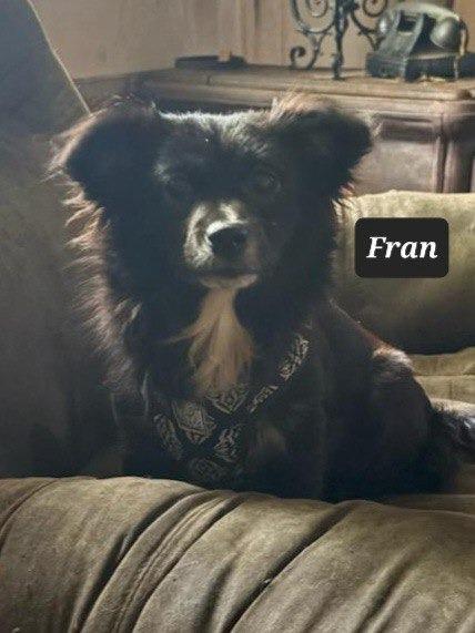 Fran, Adoptable, Young Female Chihuahua.