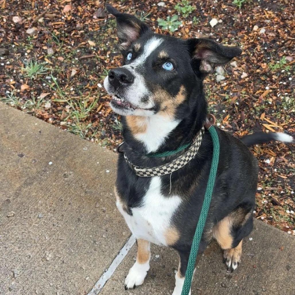 Margie, Adoptable, Senior Female Husky & Shepherd.