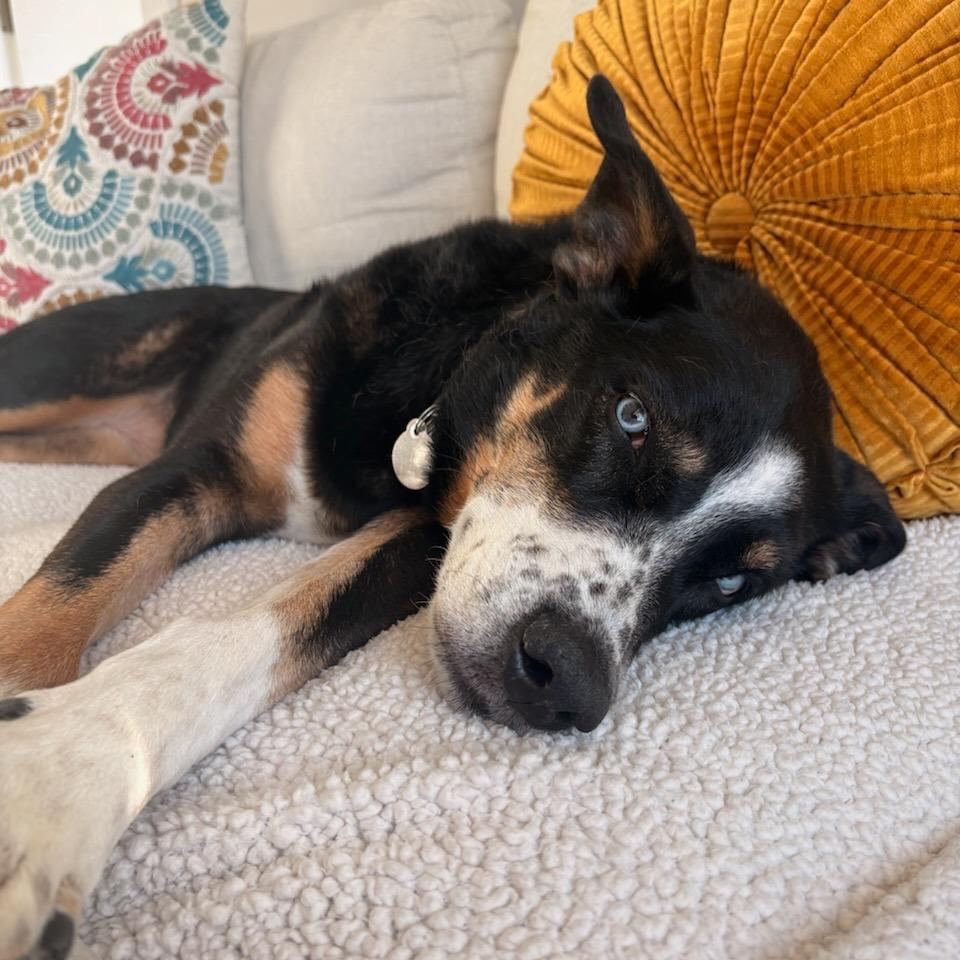 Enlarge Margie, a Adoptable mixed breed in Salt Lake City, UT image 2/6