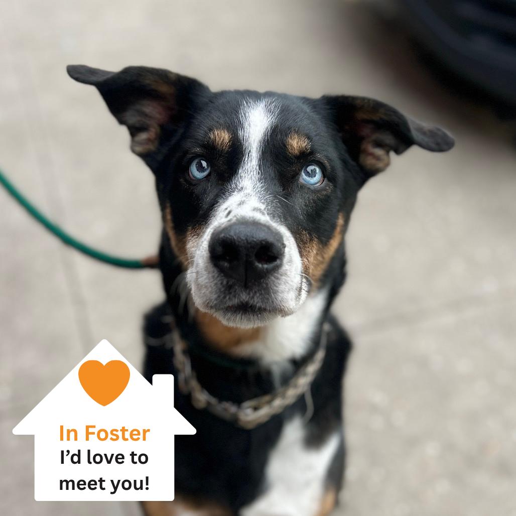 Enlarge Margie, a Adoptable mixed breed in Salt Lake City, UT image 3/6