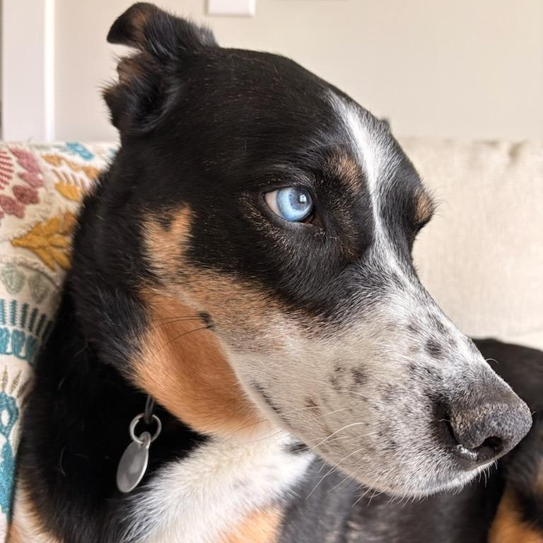 Enlarge Margie, a Adoptable mixed breed in Salt Lake City, UT image 4/6