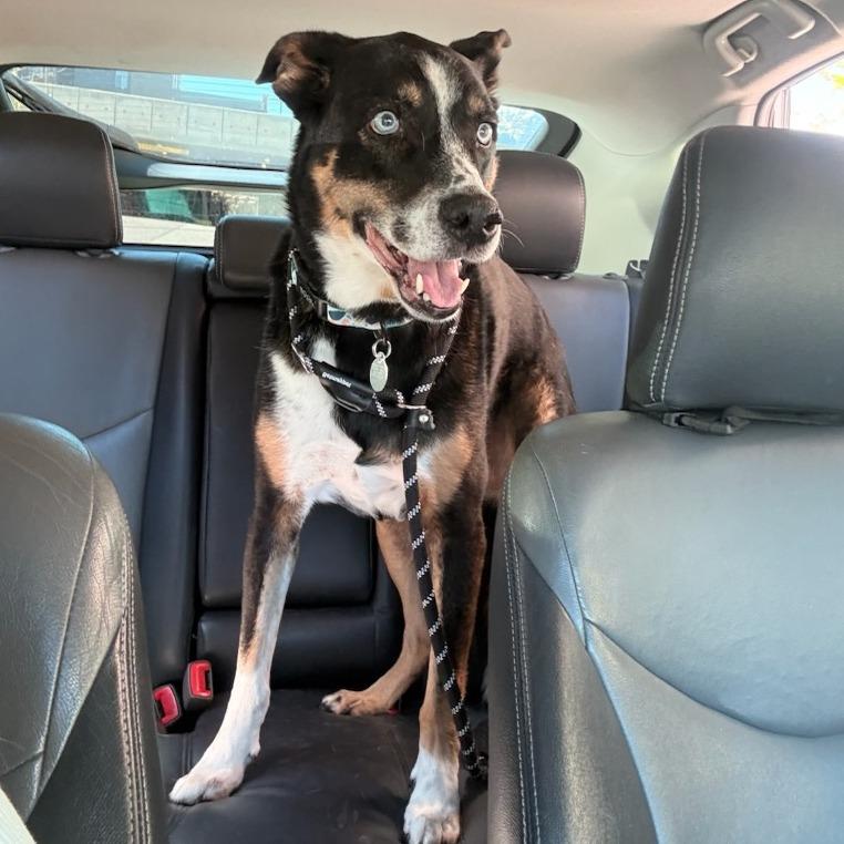 Enlarge Margie, a Adoptable mixed breed in Salt Lake City, UT image 6/6