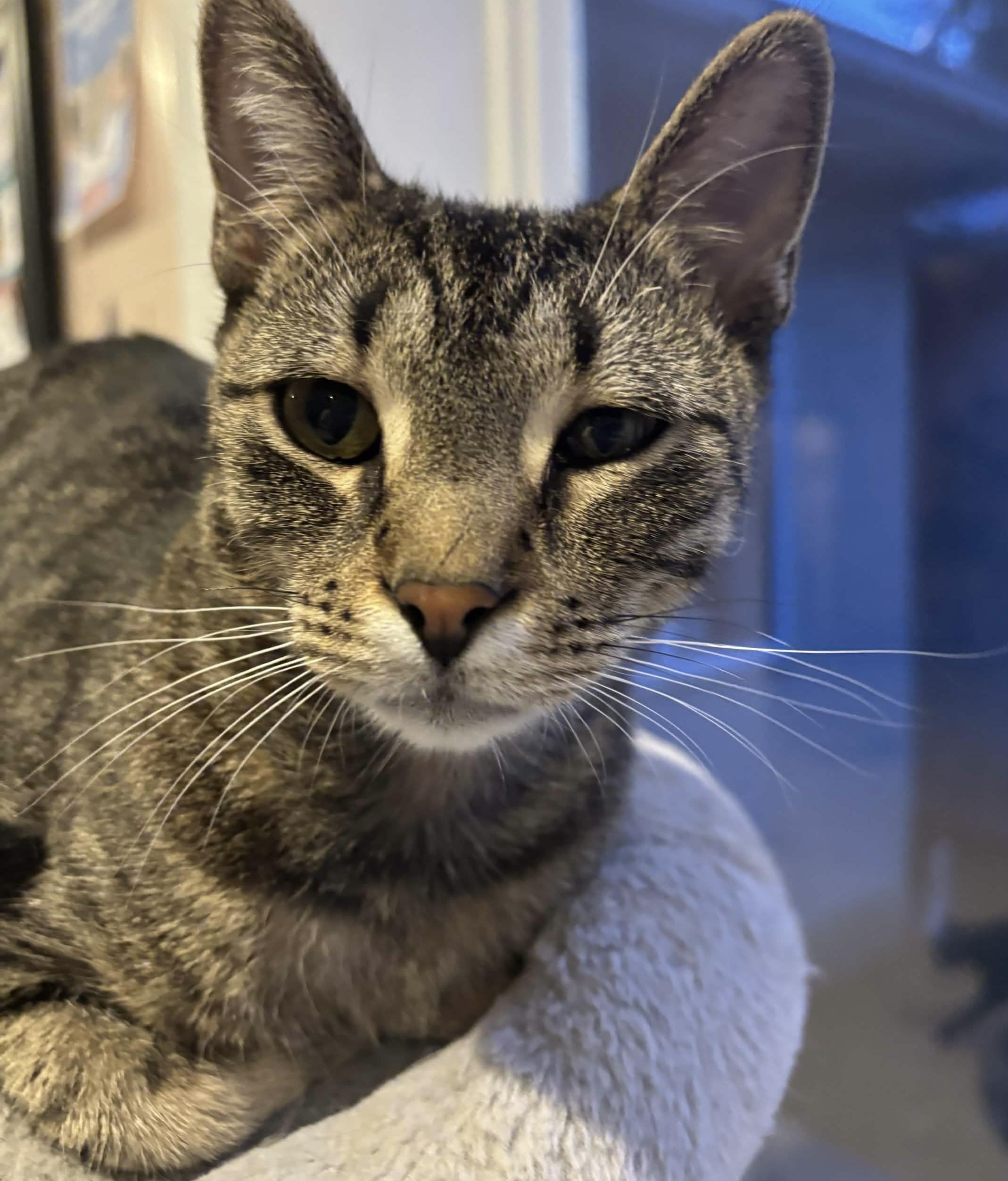 Broccolini, ADOPTABLE, Young Female Domestic Short Hair.