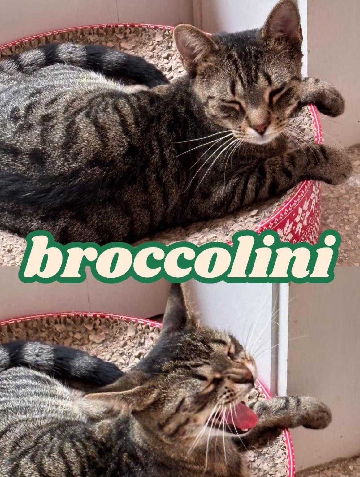 Enlarge Broccolini, a Adoptable Domestic Short Hair in Cincinnati , OH image 2/4