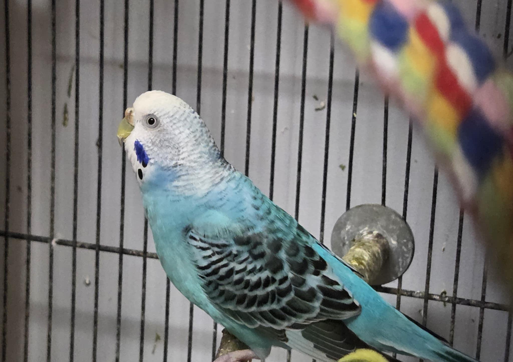 Skittles, Adult Female unknown
