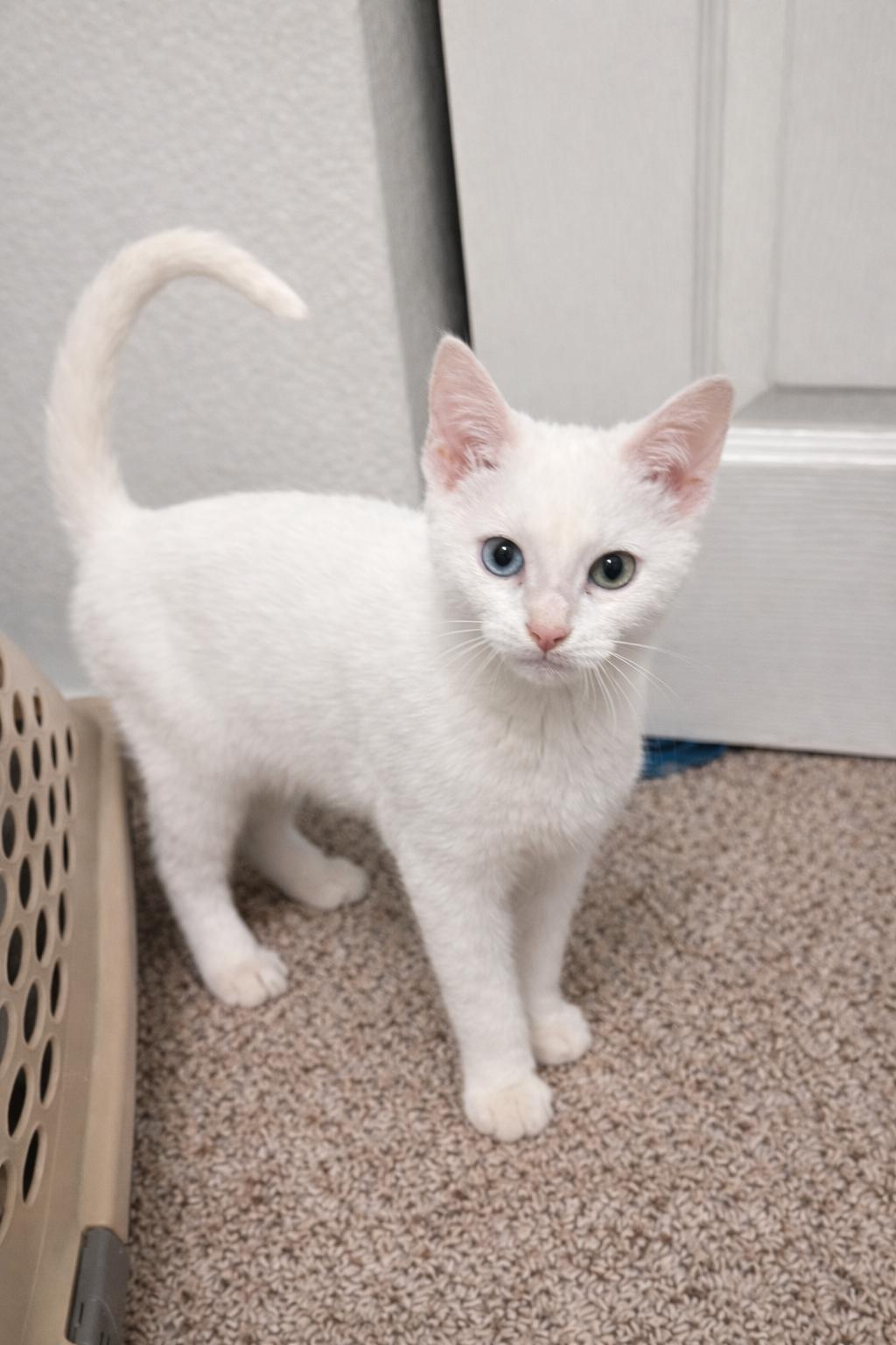 Enlarge Legolas, a Adopted Siamese in Rio Linda, CA image 1/1