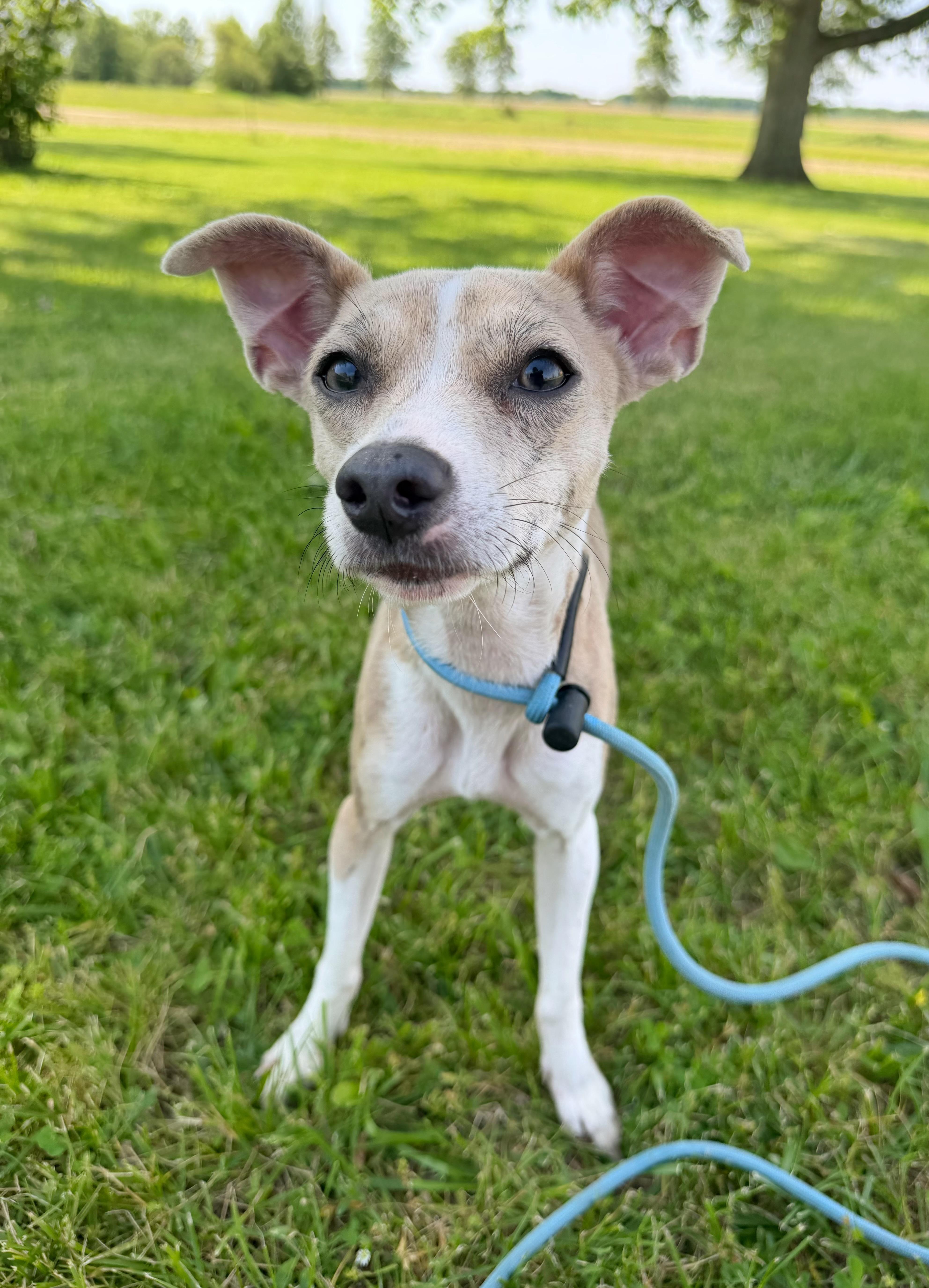 Guppy, a ADOPTABLE Mixed Breed in Indianapolis, IN image 3/6