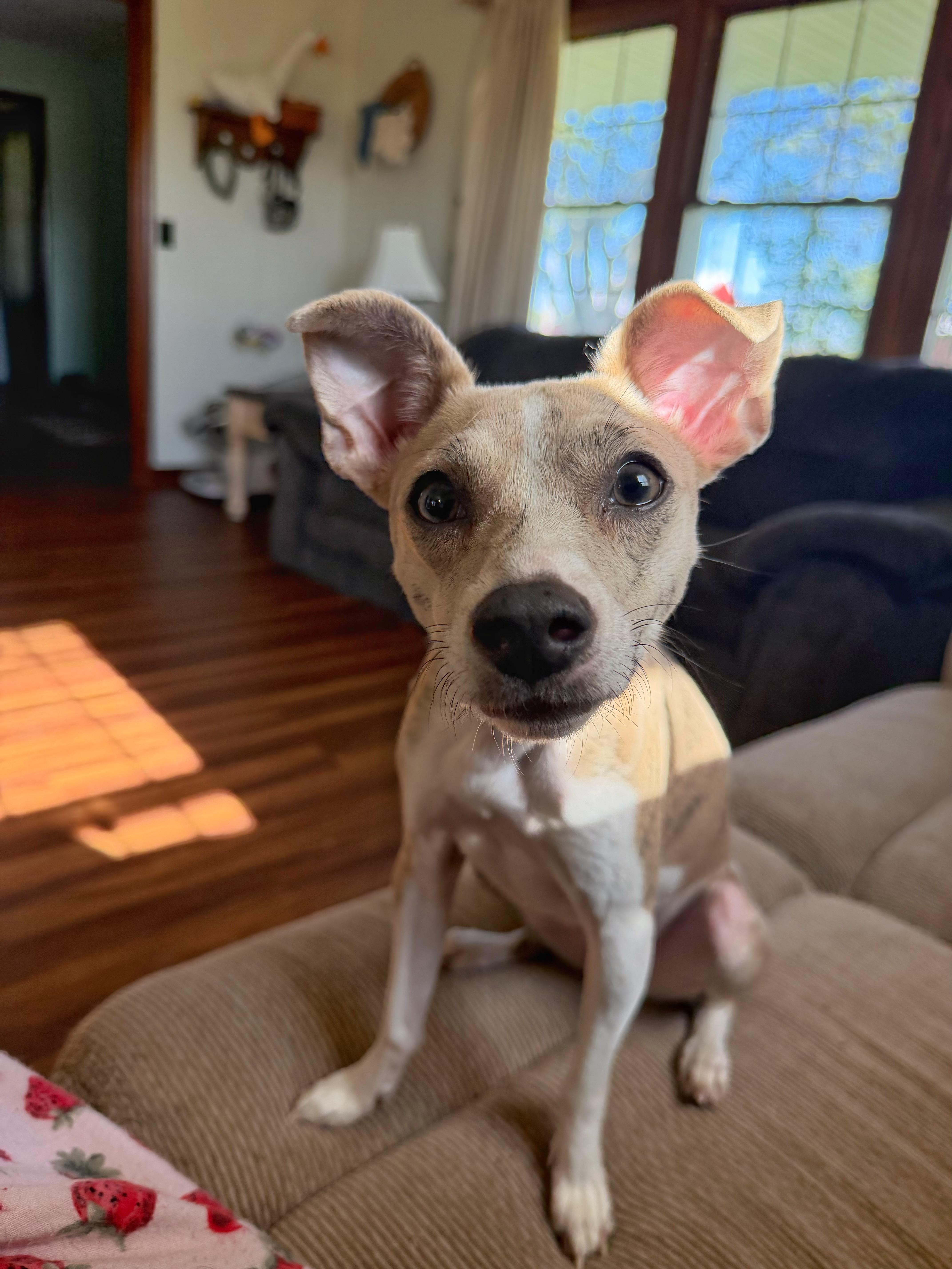 Guppy, a ADOPTABLE Mixed Breed in Indianapolis, IN image 4/6