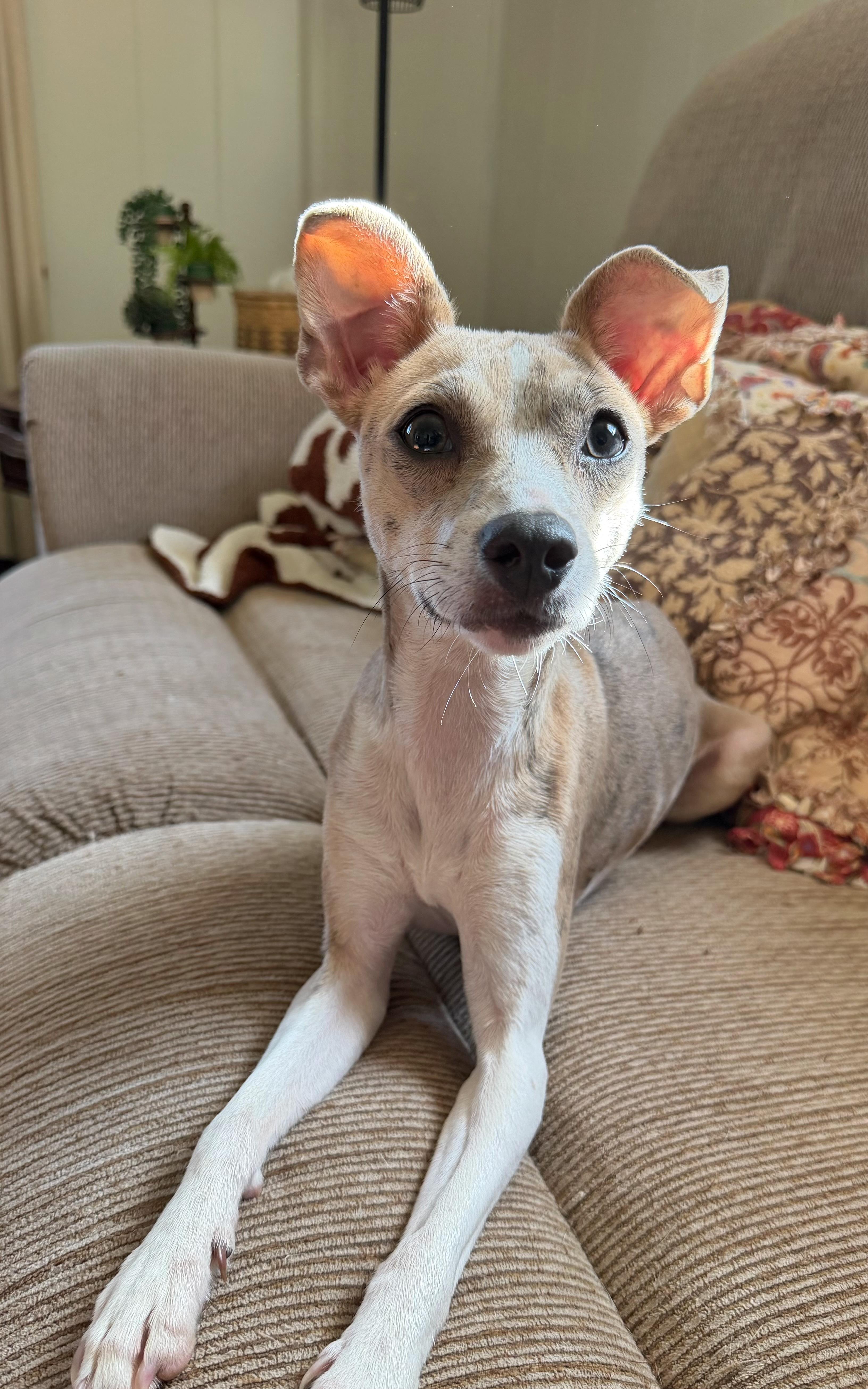 Guppy, ADOPTABLE, Young Female Mixed Breed.