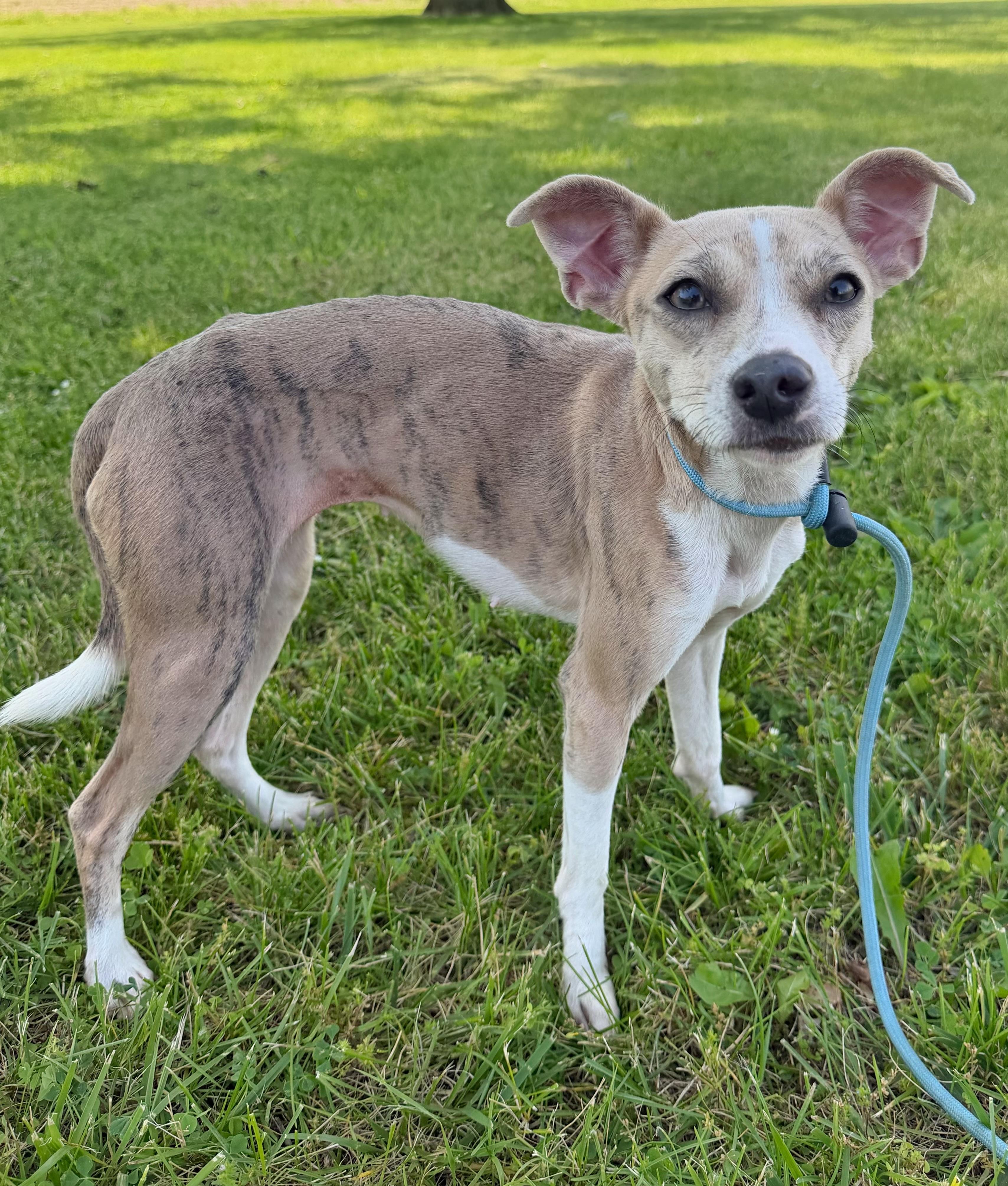 Guppy, a ADOPTABLE Mixed Breed in Indianapolis, IN image 2/6