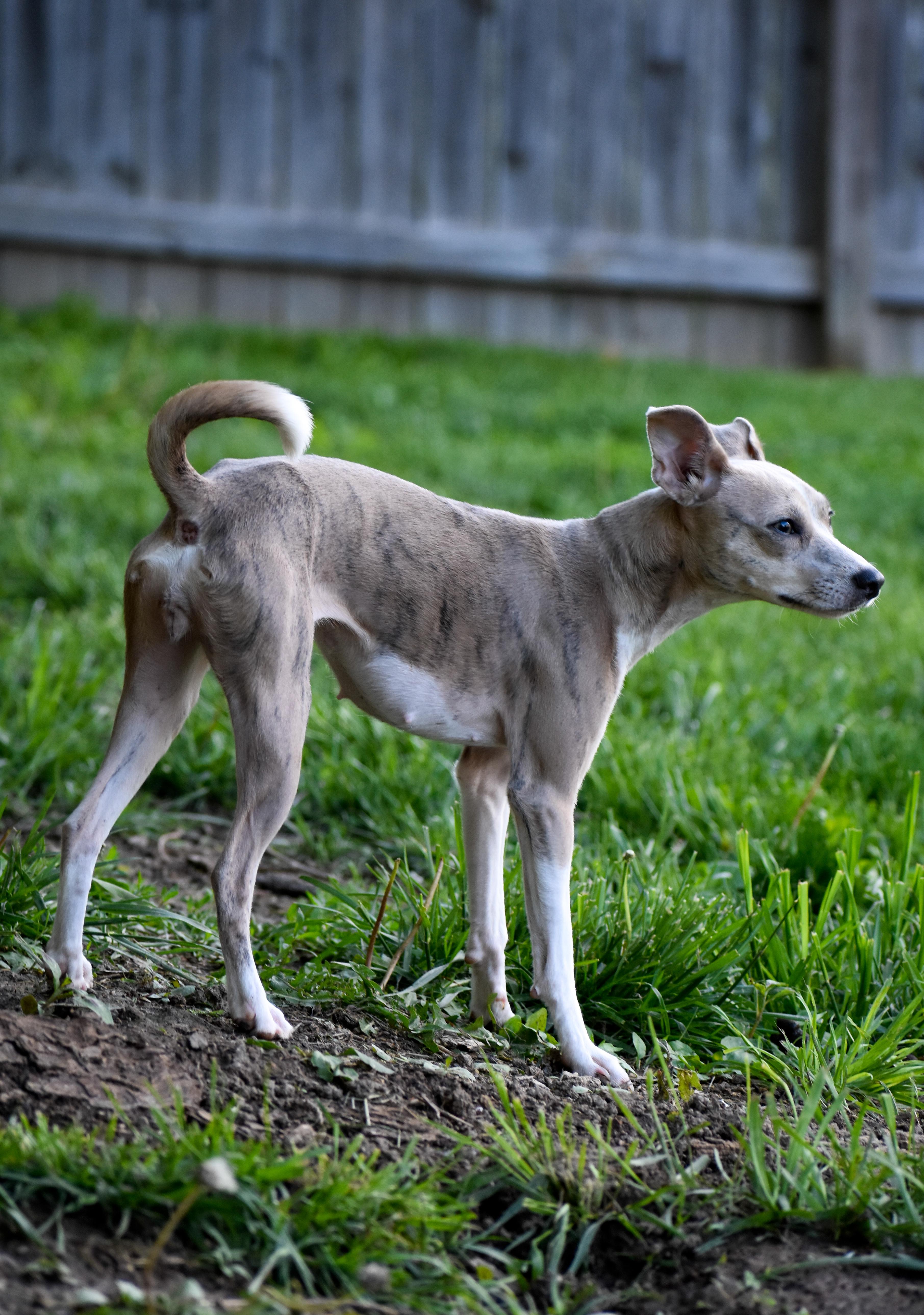 Guppy, a ADOPTABLE Mixed Breed in Indianapolis, IN image 5/6