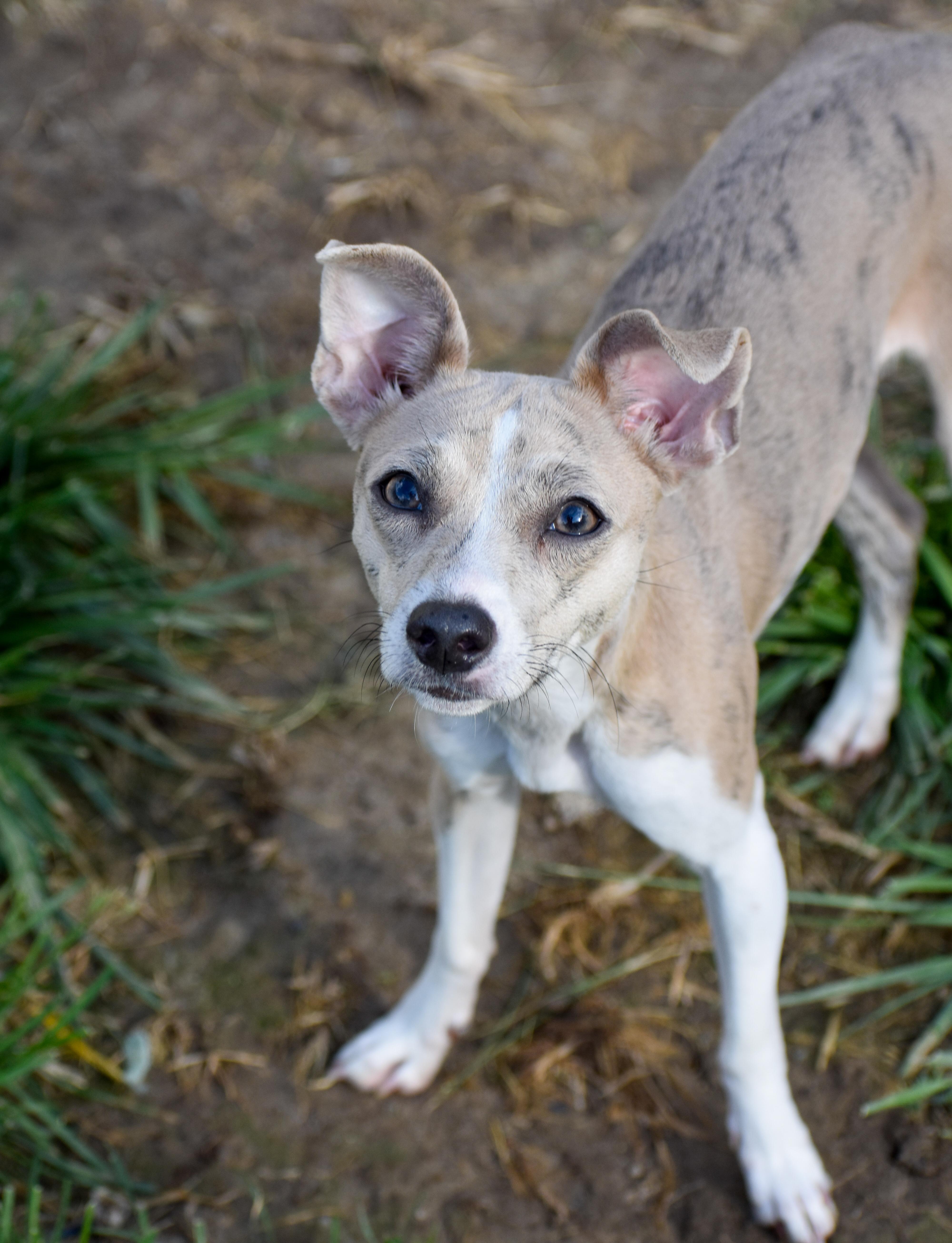 Guppy, a ADOPTABLE Mixed Breed in Indianapolis, IN image 6/6